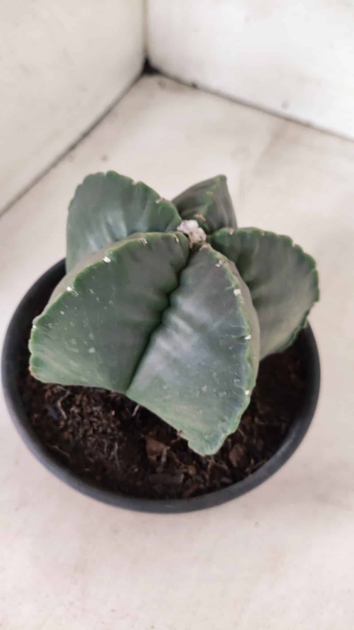 MATRIZ ASTROPHYTUM cv KIKKO Nº 1141 – vaso 15 - foto 7