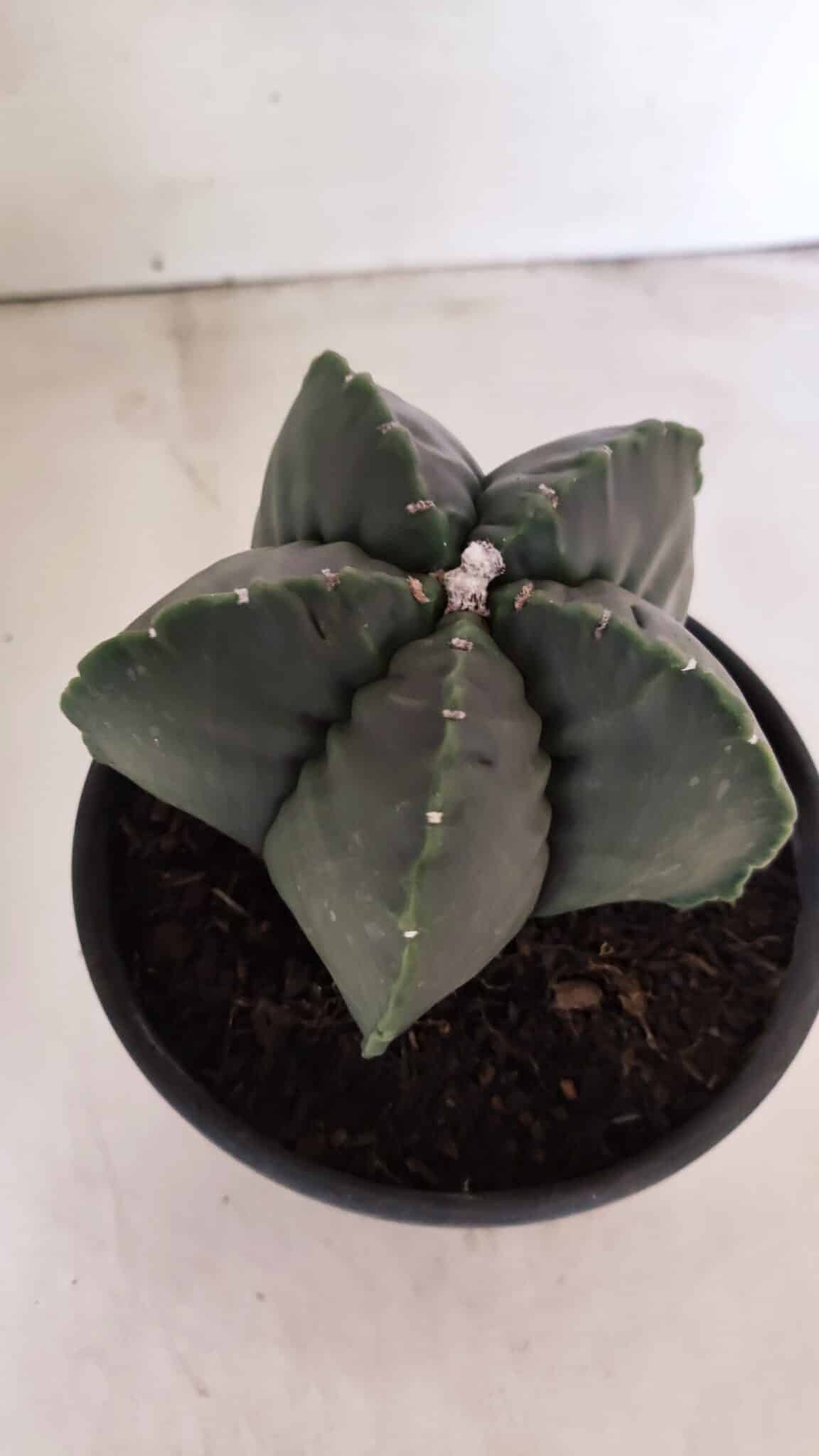 MATRIZ ASTROPHYTUM cv KIKKO Nº 1141 – vaso 15 - foto 6