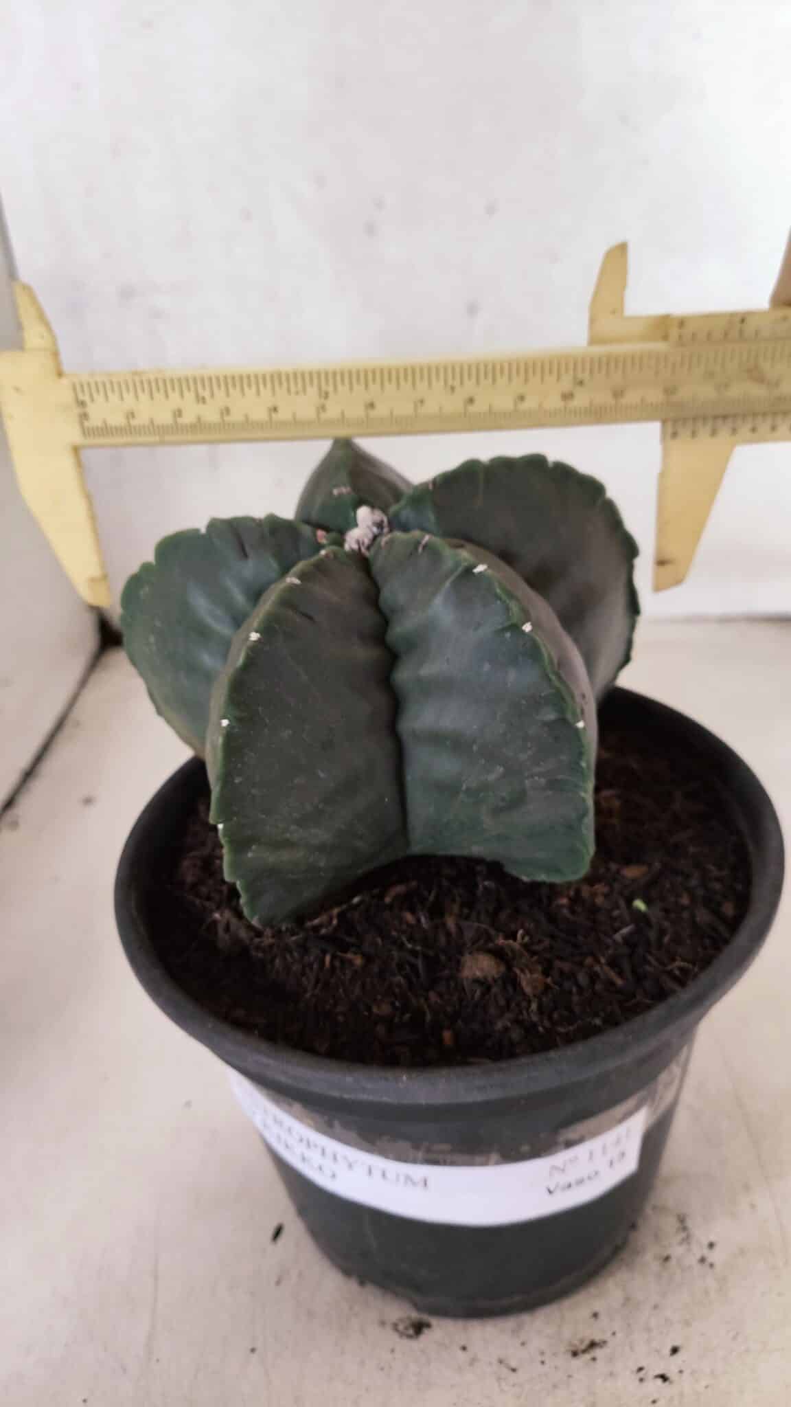 MATRIZ ASTROPHYTUM cv KIKKO Nº 1141 – vaso 15 - foto 4