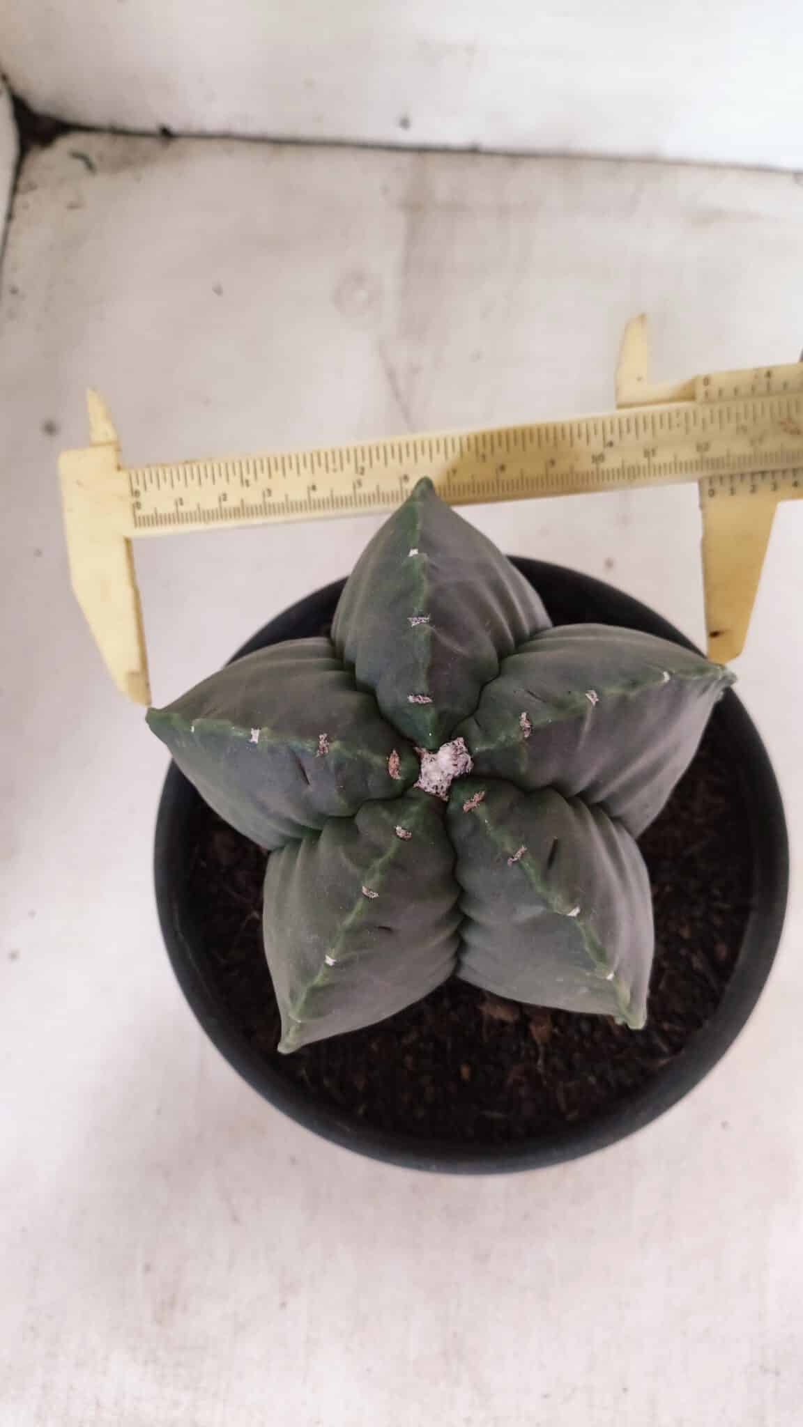 MATRIZ ASTROPHYTUM cv KIKKO Nº 1141 – vaso 15 - foto 5