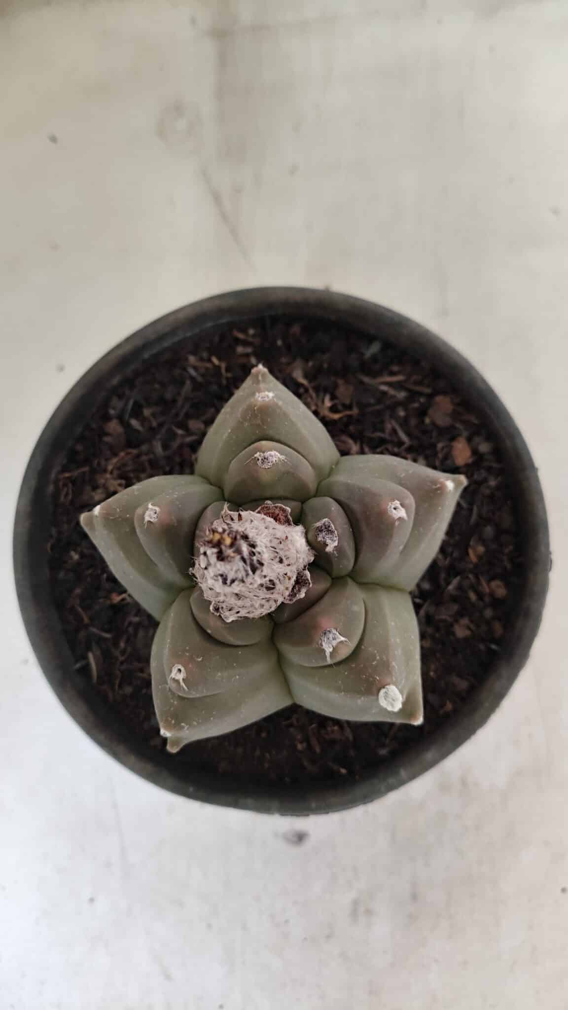 MATRIZ ASTROPHYTUM cv KIKKO Nº 1142 – vaso 15 - foto 9