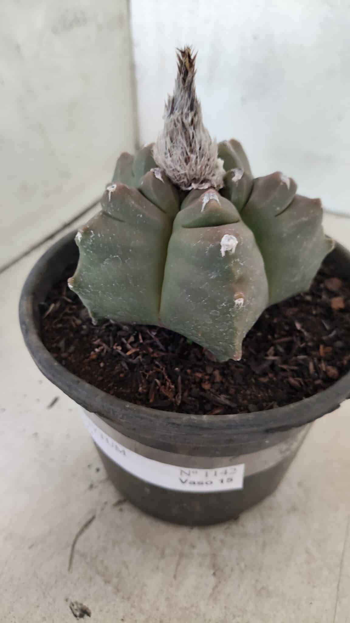MATRIZ ASTROPHYTUM cv KIKKO Nº 1142 – vaso 15 - foto 8