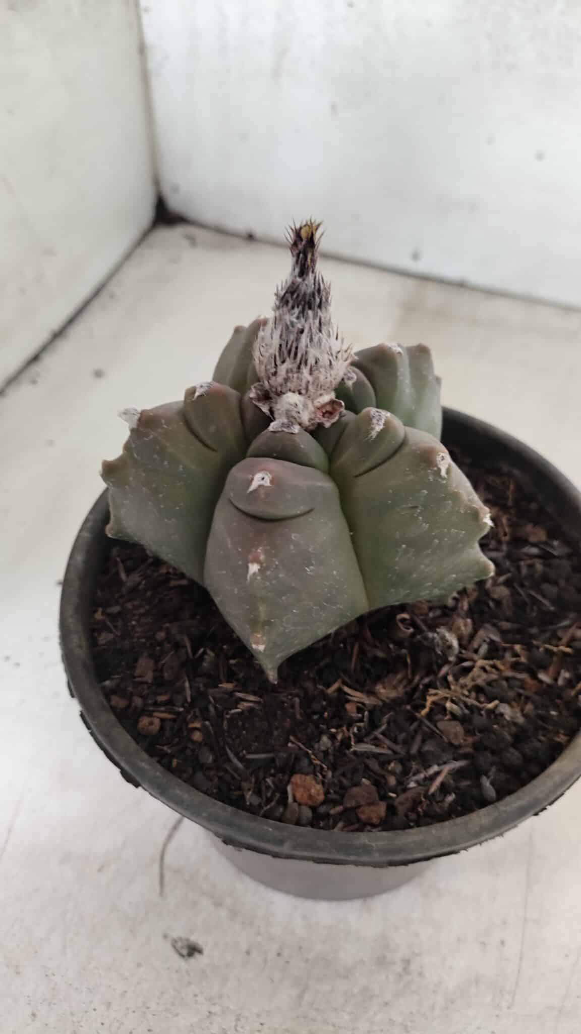 MATRIZ ASTROPHYTUM cv KIKKO Nº 1142 – vaso 15 - foto 7