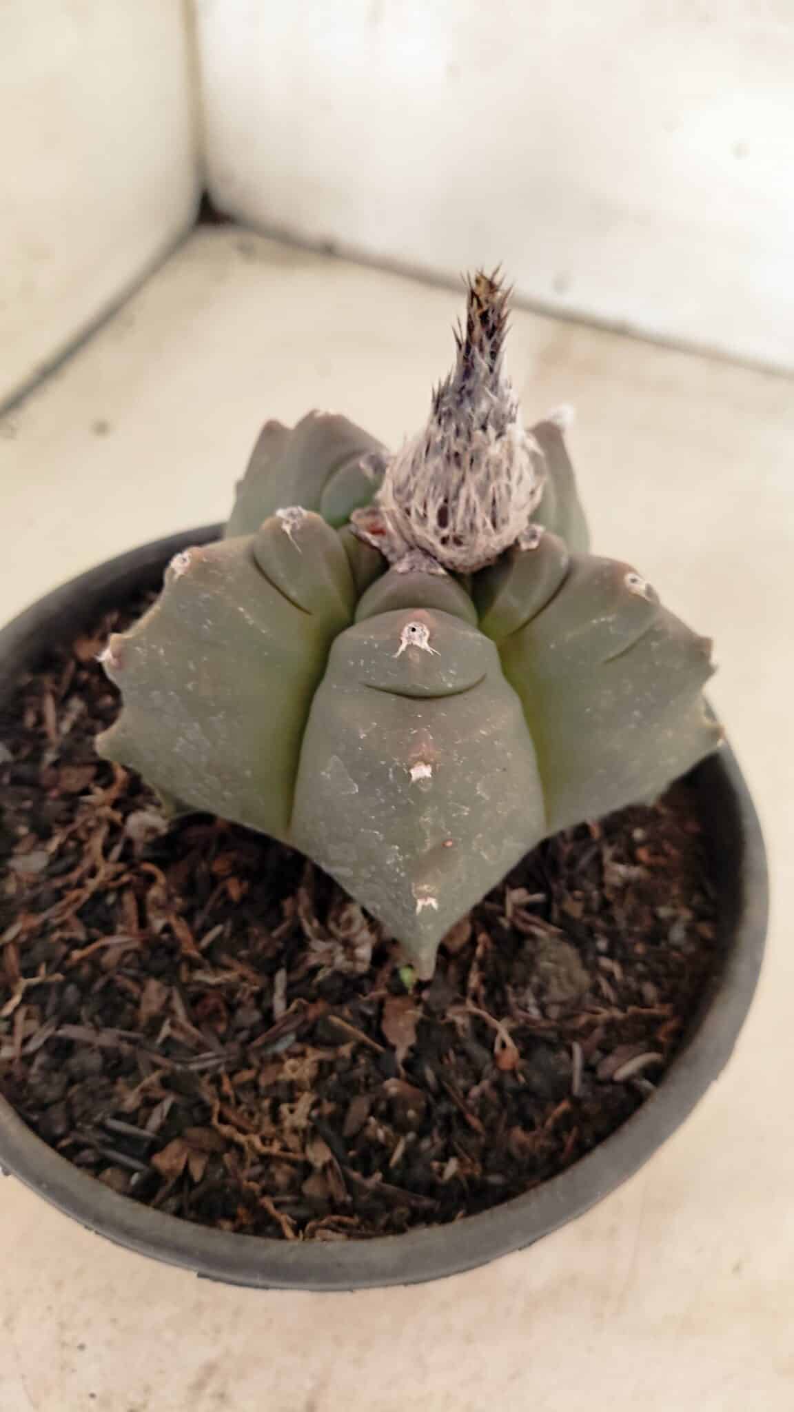 MATRIZ ASTROPHYTUM cv KIKKO Nº 1142 – vaso 15 - foto 6