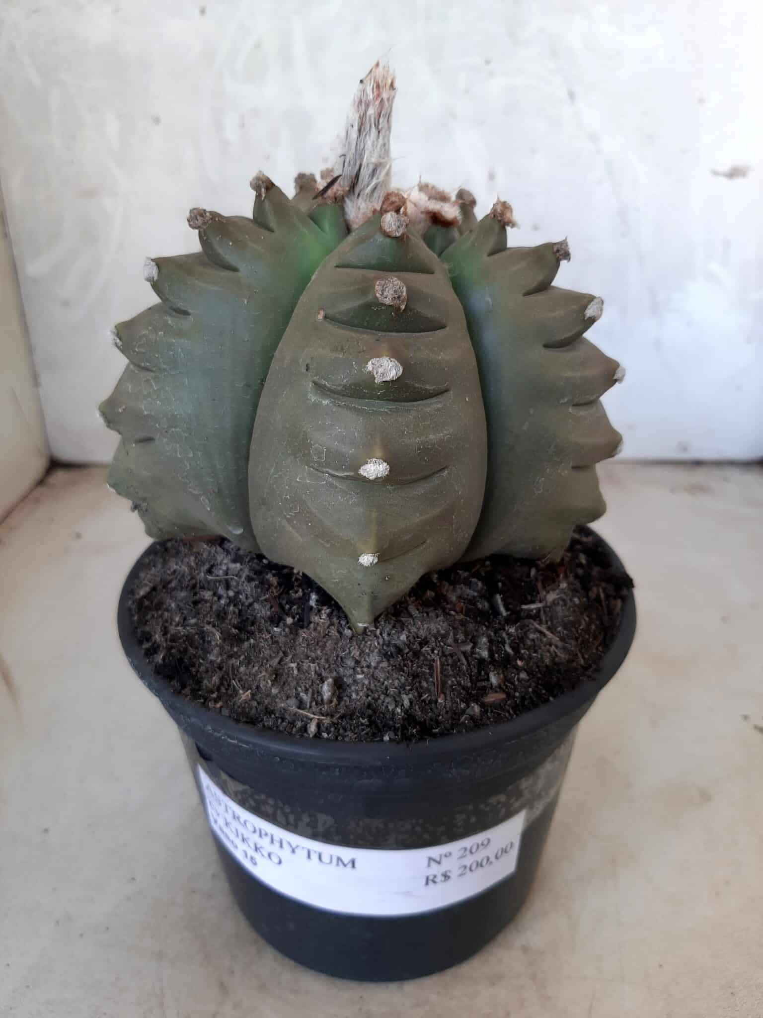 ASTROPHYTUM cv KIKKO   Nº 209 – vaso 15