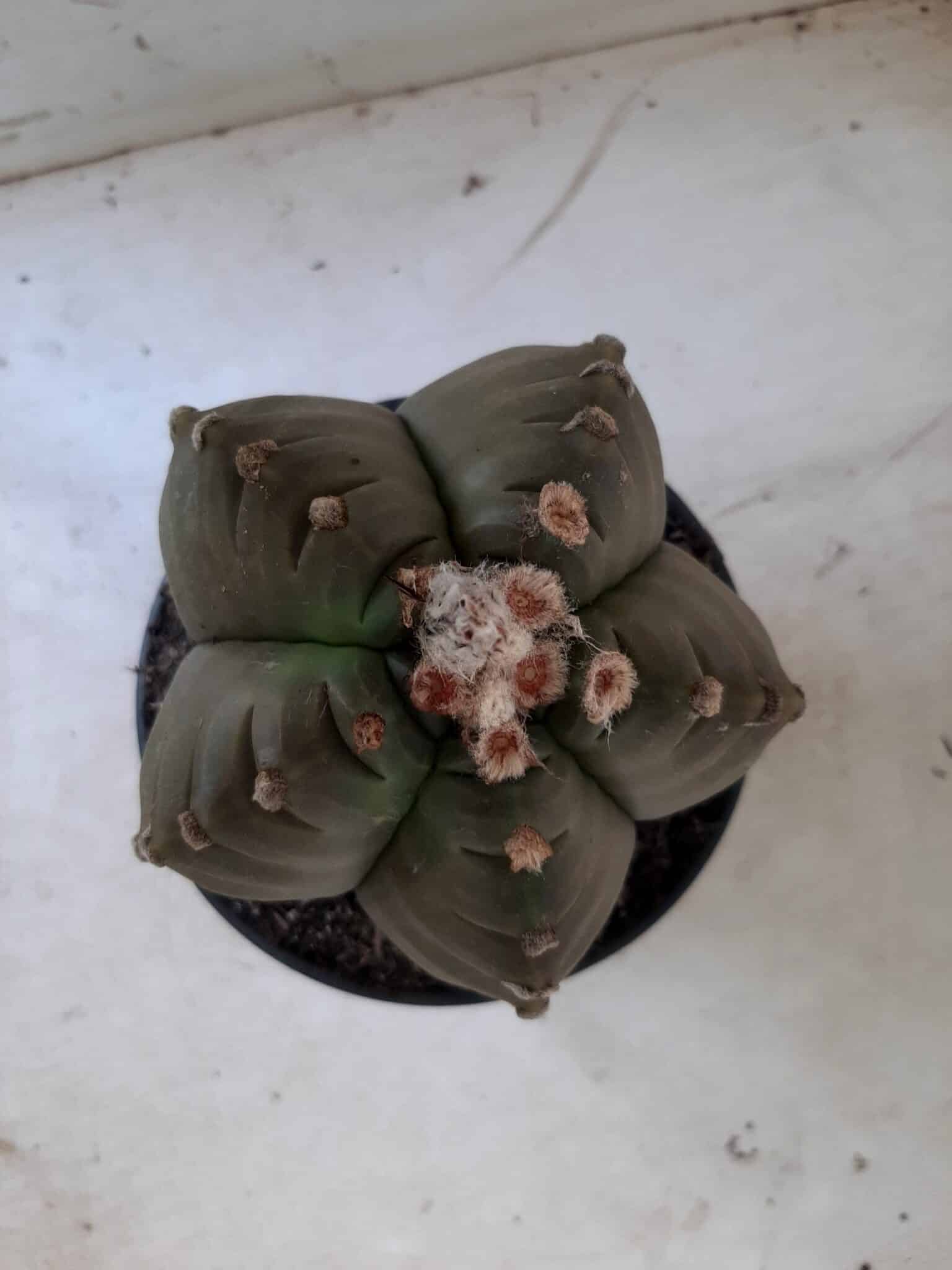 ASTROPHYTUM cv KIKKO   Nº 209 – vaso 15