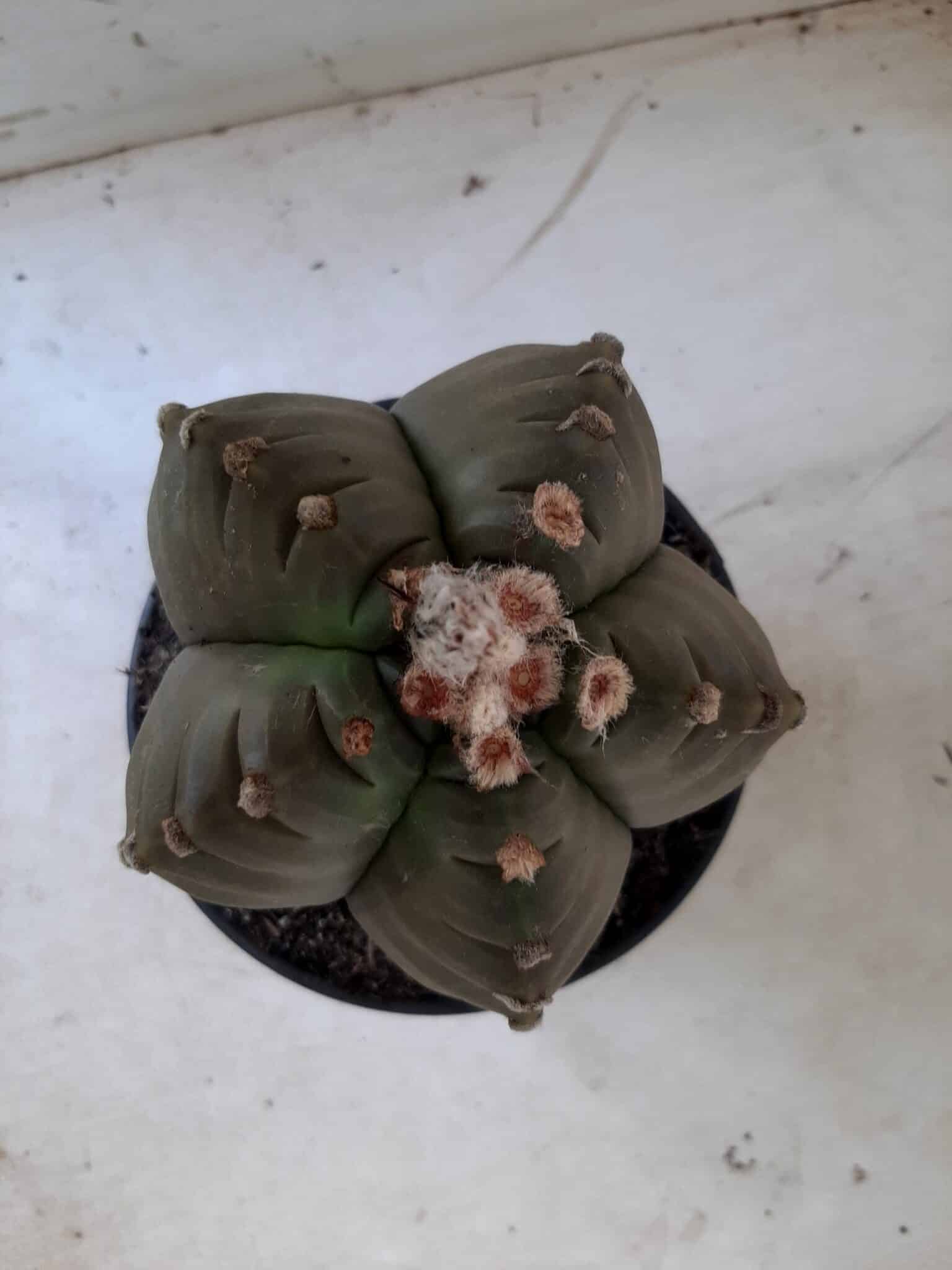 ASTROPHYTUM cv KIKKO   Nº 209 – vaso 15