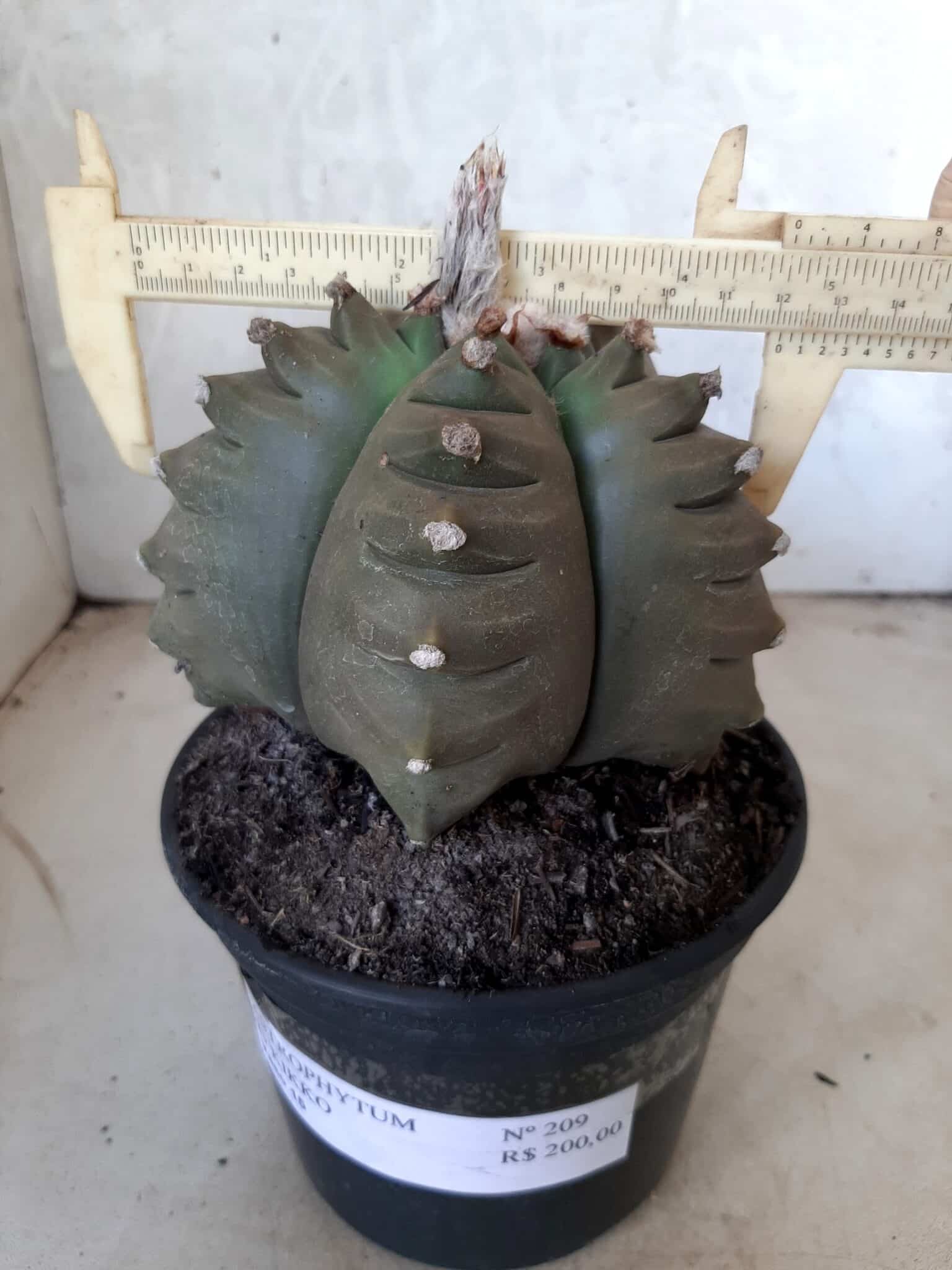 ASTROPHYTUM cv KIKKO   Nº 209 – vaso 15