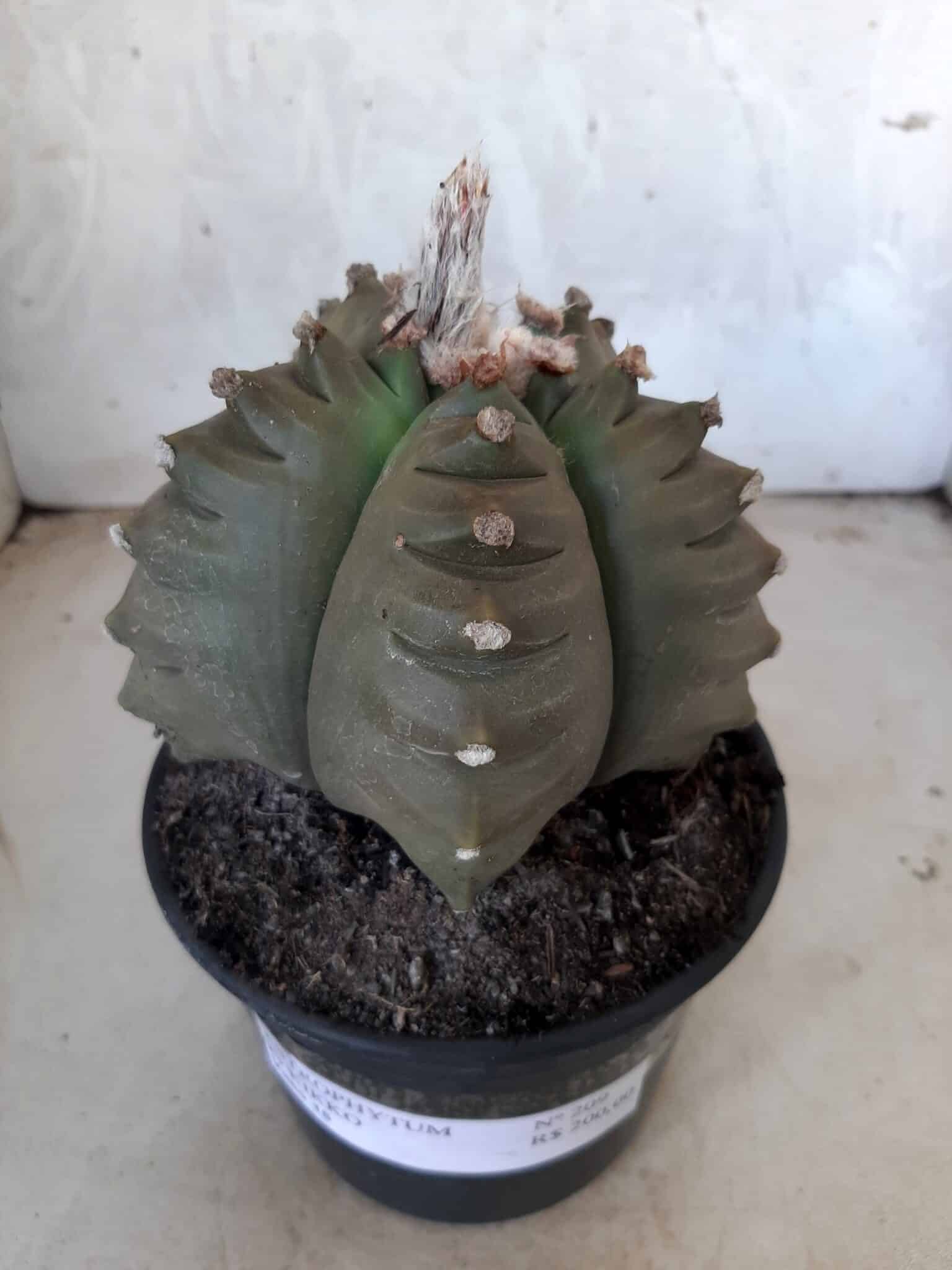 ASTROPHYTUM cv KIKKO   Nº 209 – vaso 15