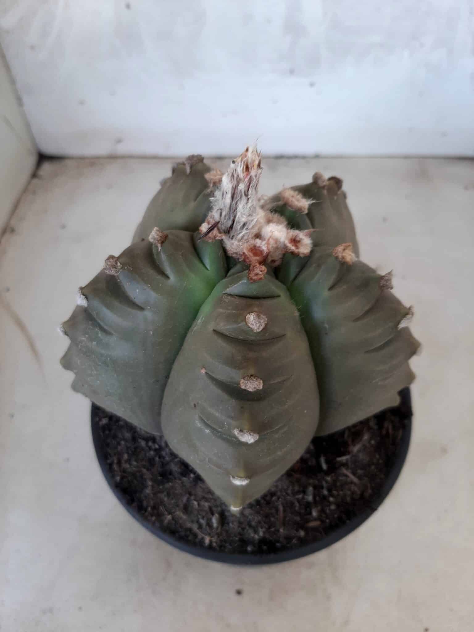 ASTROPHYTUM cv KIKKO   Nº 209 – vaso 15