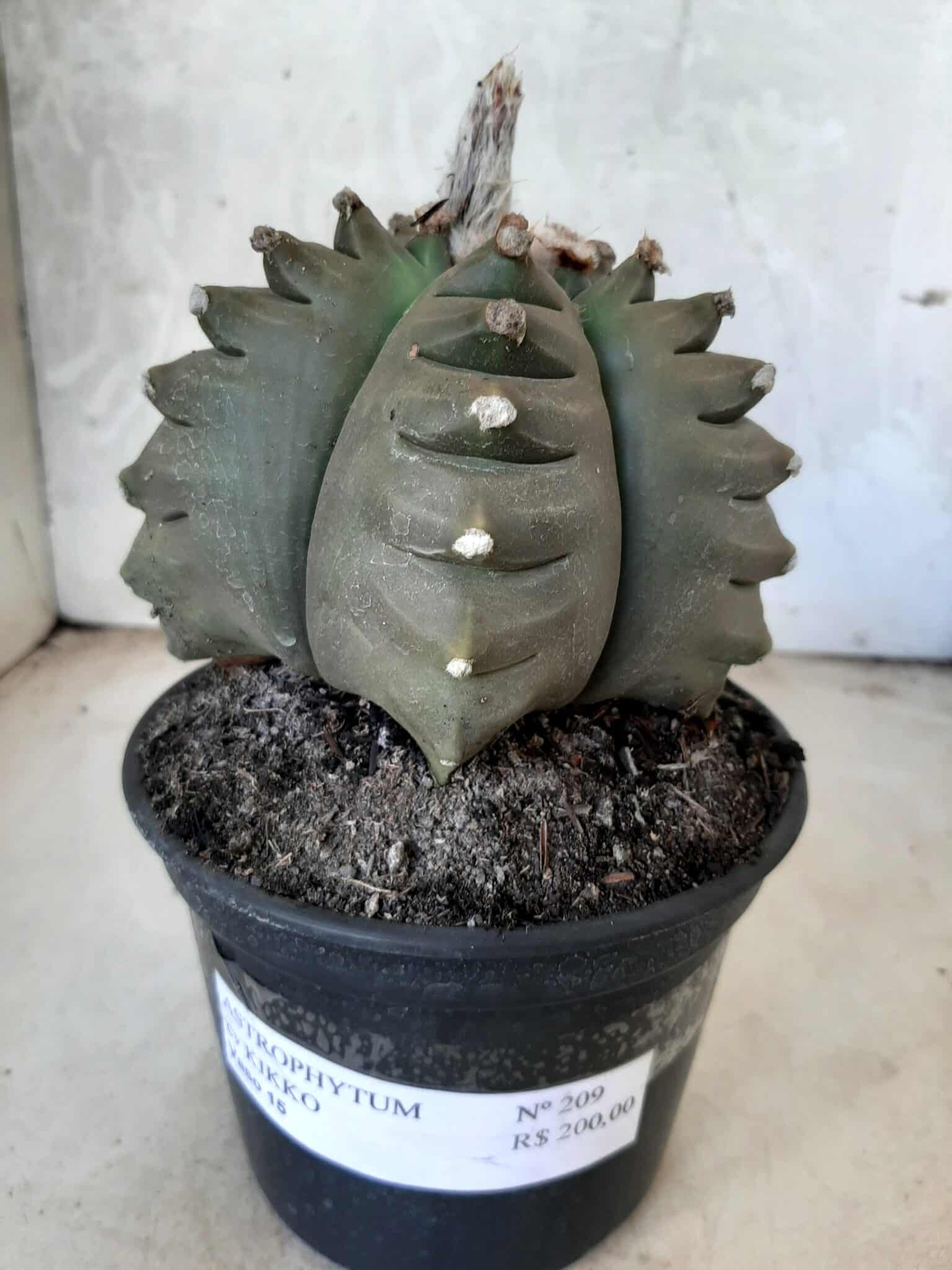 ASTROPHYTUM cv KIKKO   Nº 209 – vaso 15