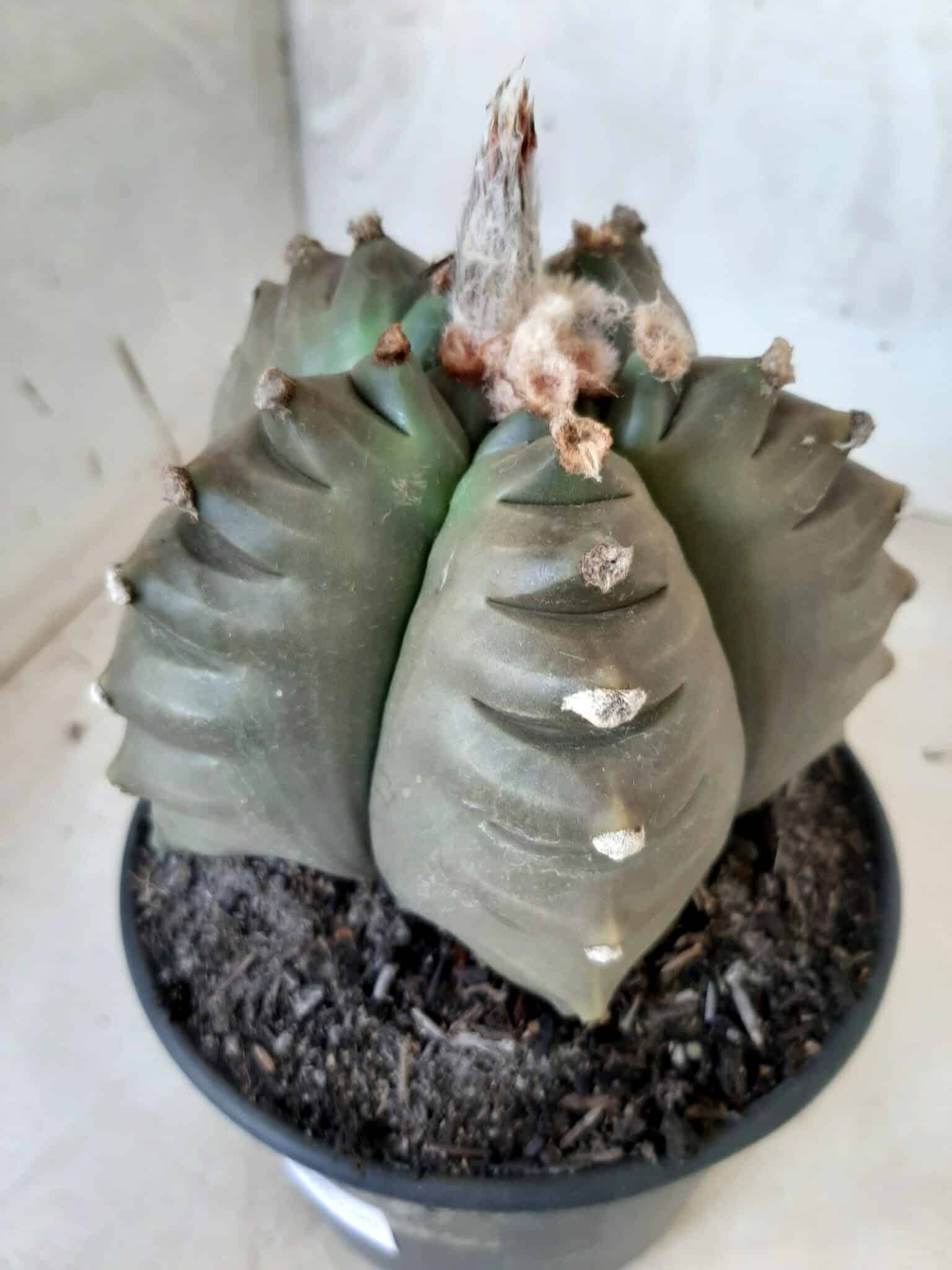 ASTROPHYTUM cv KIKKO   Nº 209 – vaso 15