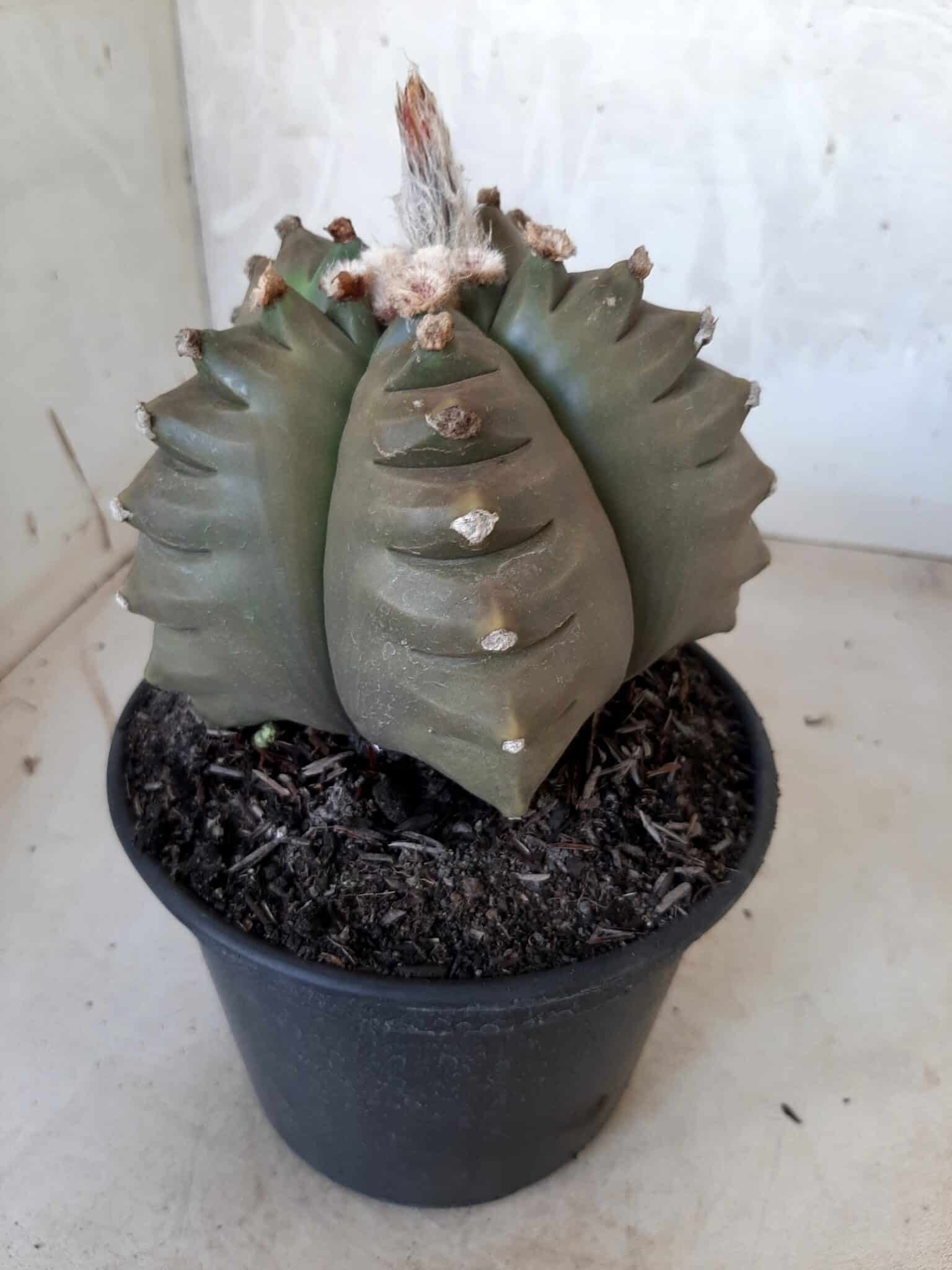 ASTROPHYTUM cv KIKKO   Nº 209 – vaso 15