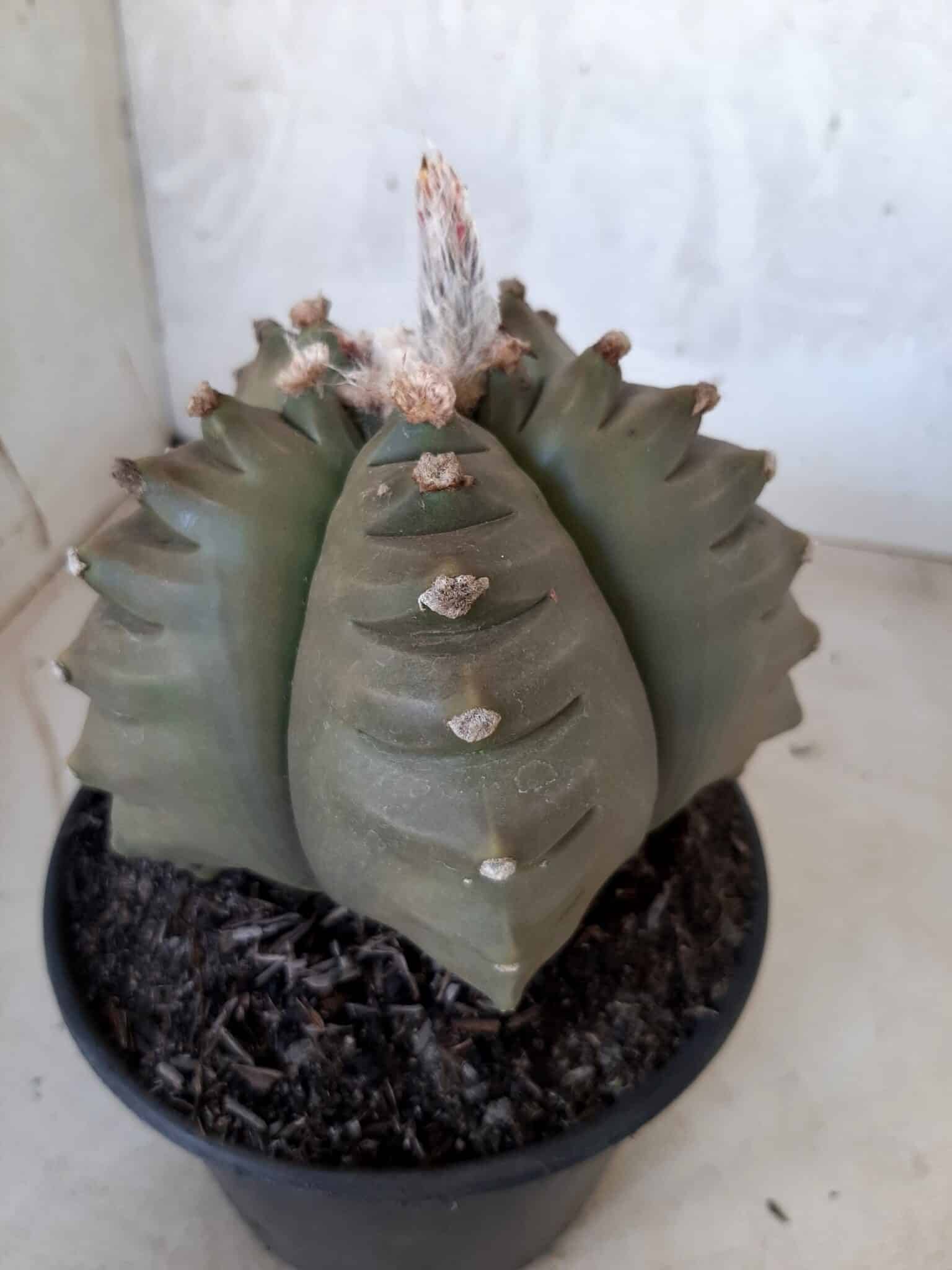 ASTROPHYTUM cv KIKKO   Nº 209 – vaso 15