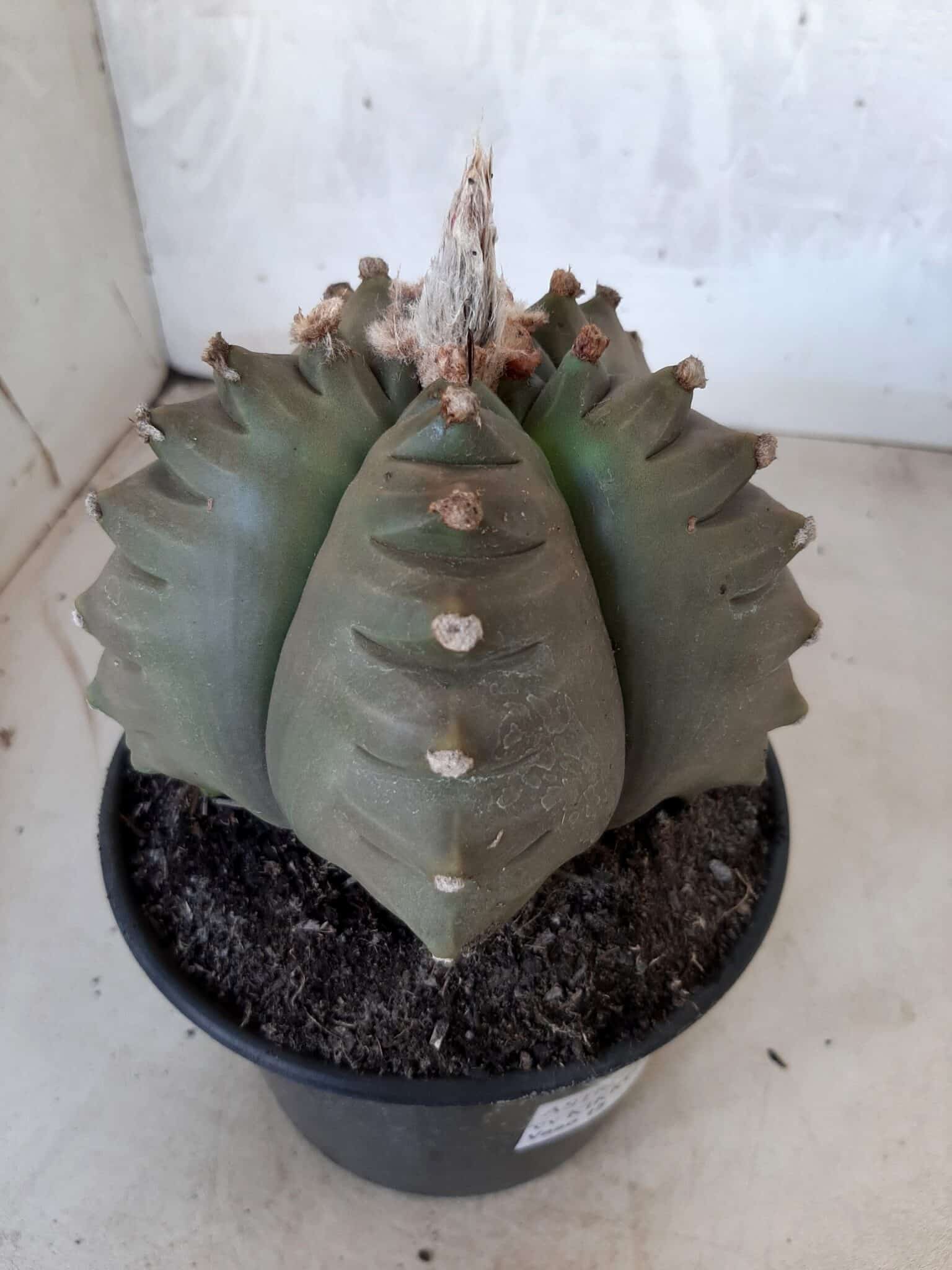 ASTROPHYTUM cv KIKKO   Nº 209 – vaso 15