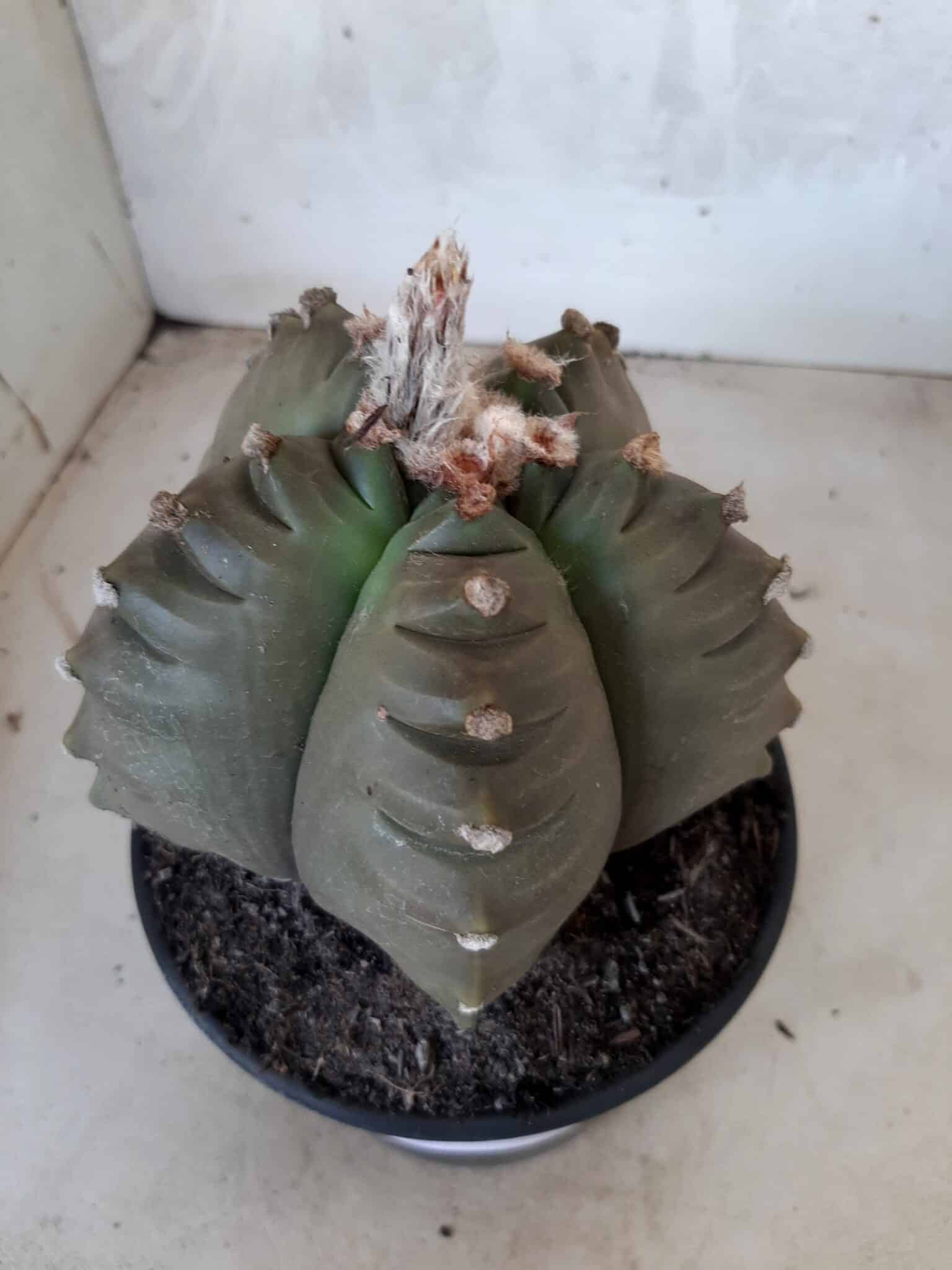 ASTROPHYTUM cv KIKKO   Nº 209 – vaso 15