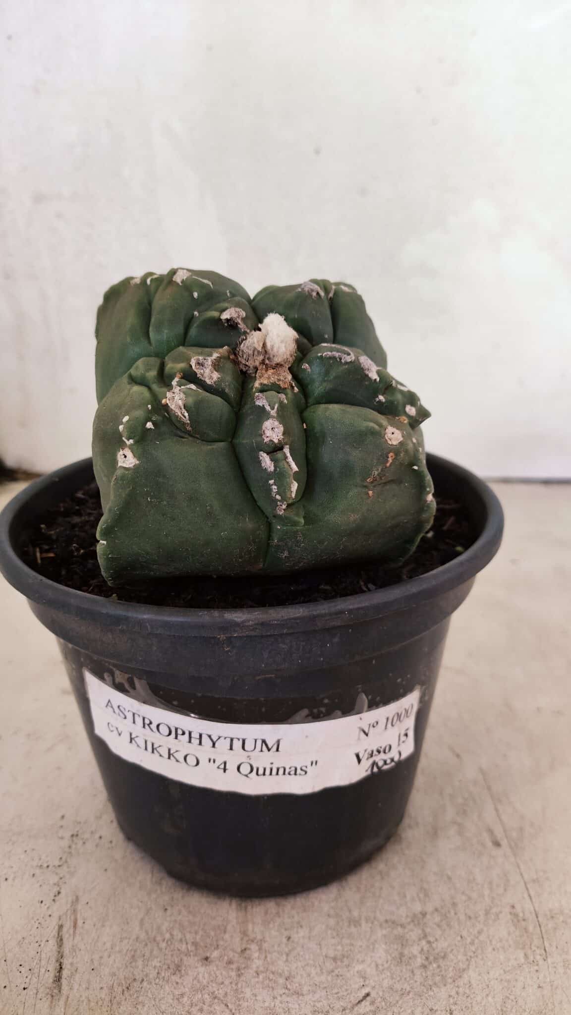 MATRIZ ASTROPHYTUM cv KIKKO "4 Quinas"  Nº 1000 – vaso 15 - foto 2