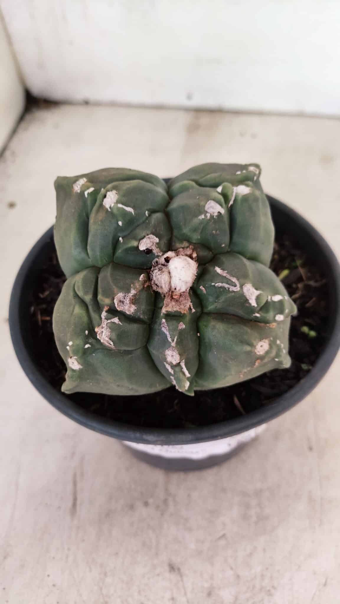 MATRIZ ASTROPHYTUM cv KIKKO "4 Quinas"  Nº 1000 – vaso 15 - foto 3