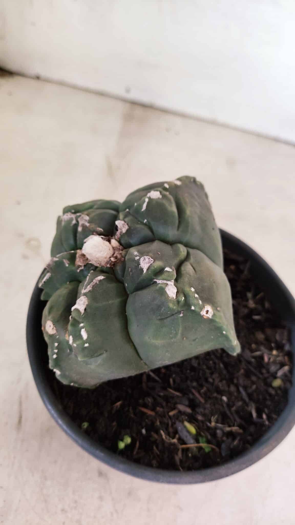 MATRIZ ASTROPHYTUM cv KIKKO "4 Quinas"  Nº 1000 – vaso 15 - foto 7