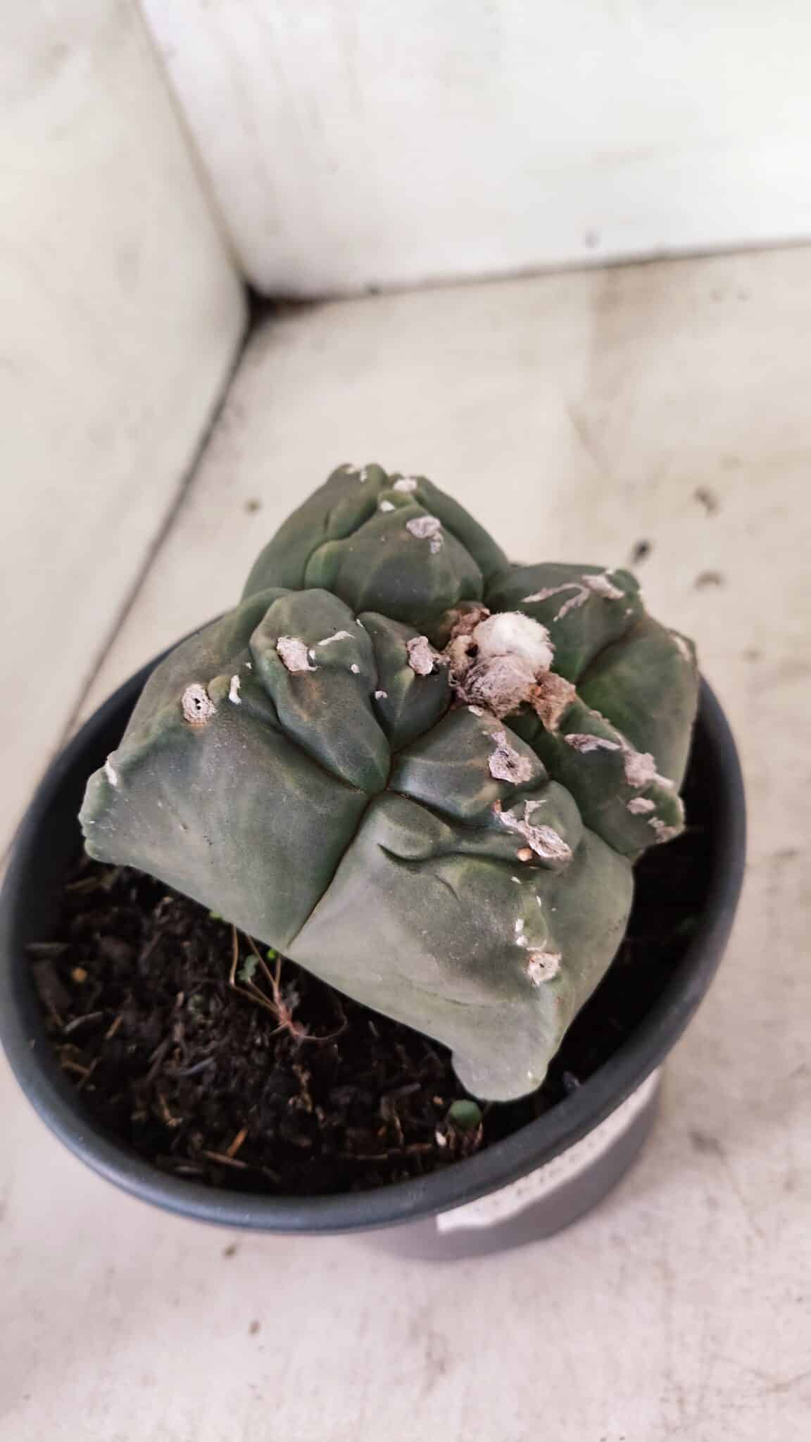 MATRIZ ASTROPHYTUM cv KIKKO "4 Quinas"  Nº 1000 – vaso 15 - foto 6