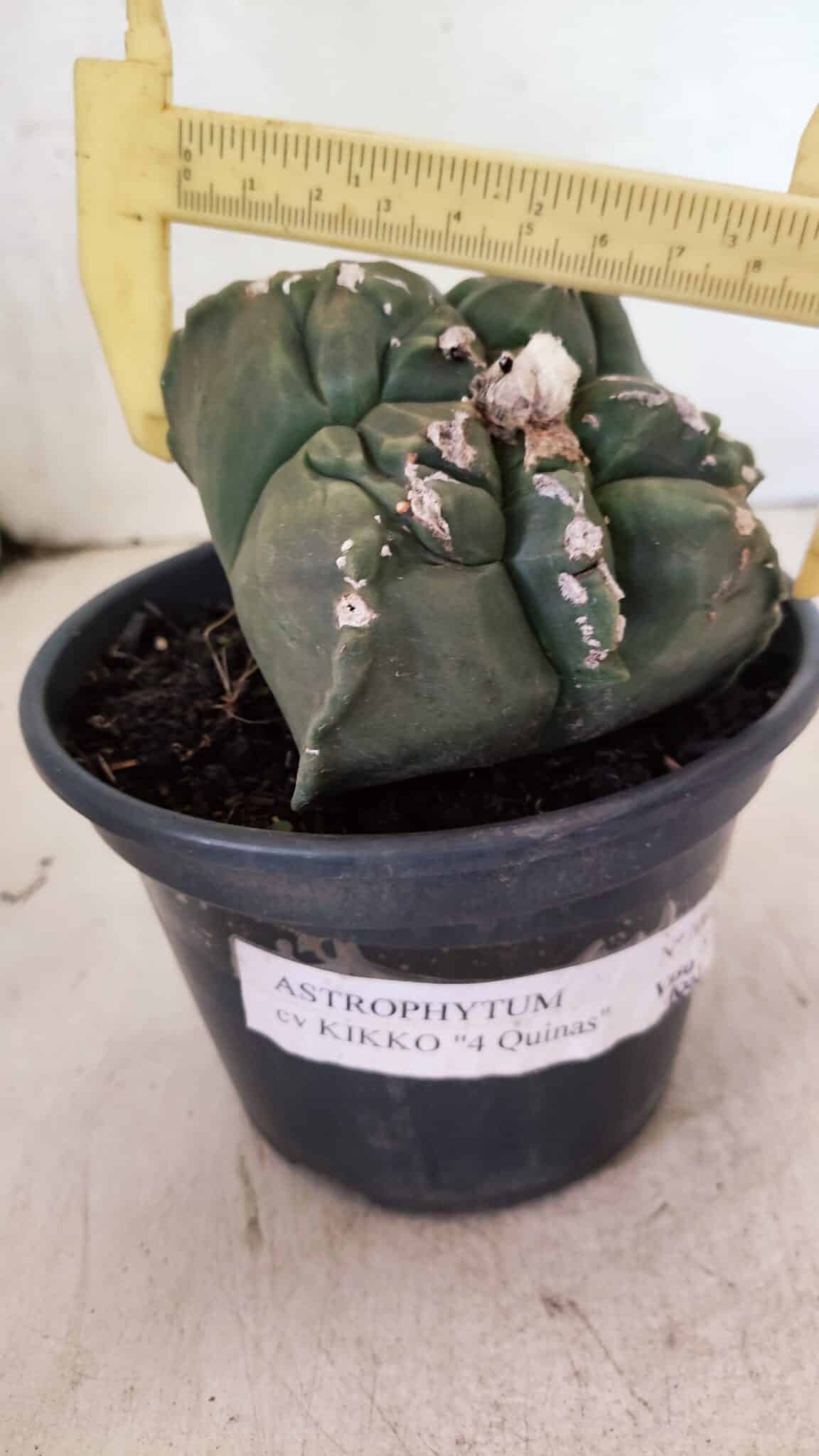 MATRIZ ASTROPHYTUM cv KIKKO "4 Quinas"  Nº 1000 – vaso 15 - foto 4