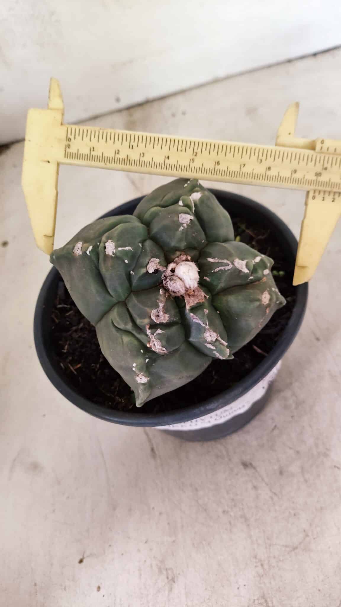 MATRIZ ASTROPHYTUM cv KIKKO "4 Quinas"  Nº 1000 – vaso 15 - foto 5