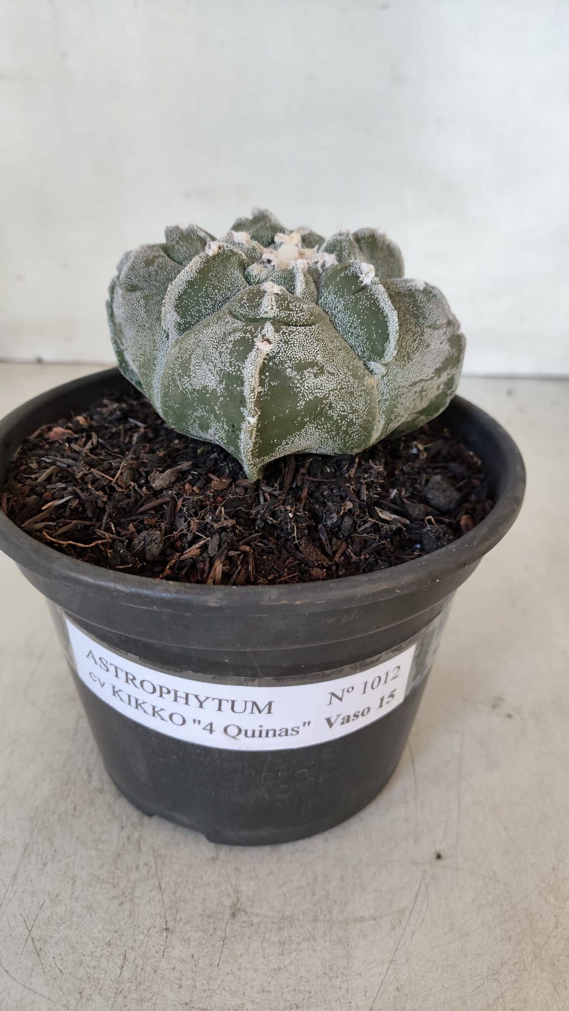 ASTROPHYTUM cv KIKKO "4 Quinas" Nº 1012 – vaso 15