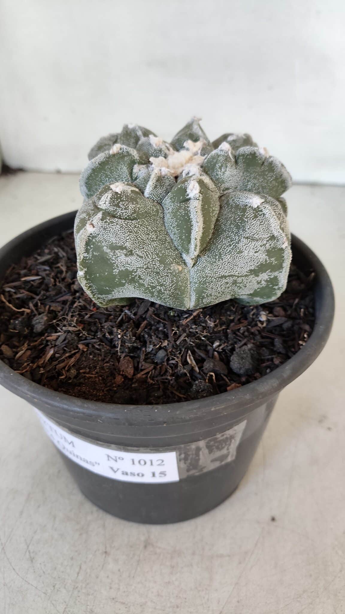 ASTROPHYTUM cv KIKKO "4 Quinas" Nº 1012 – vaso 15