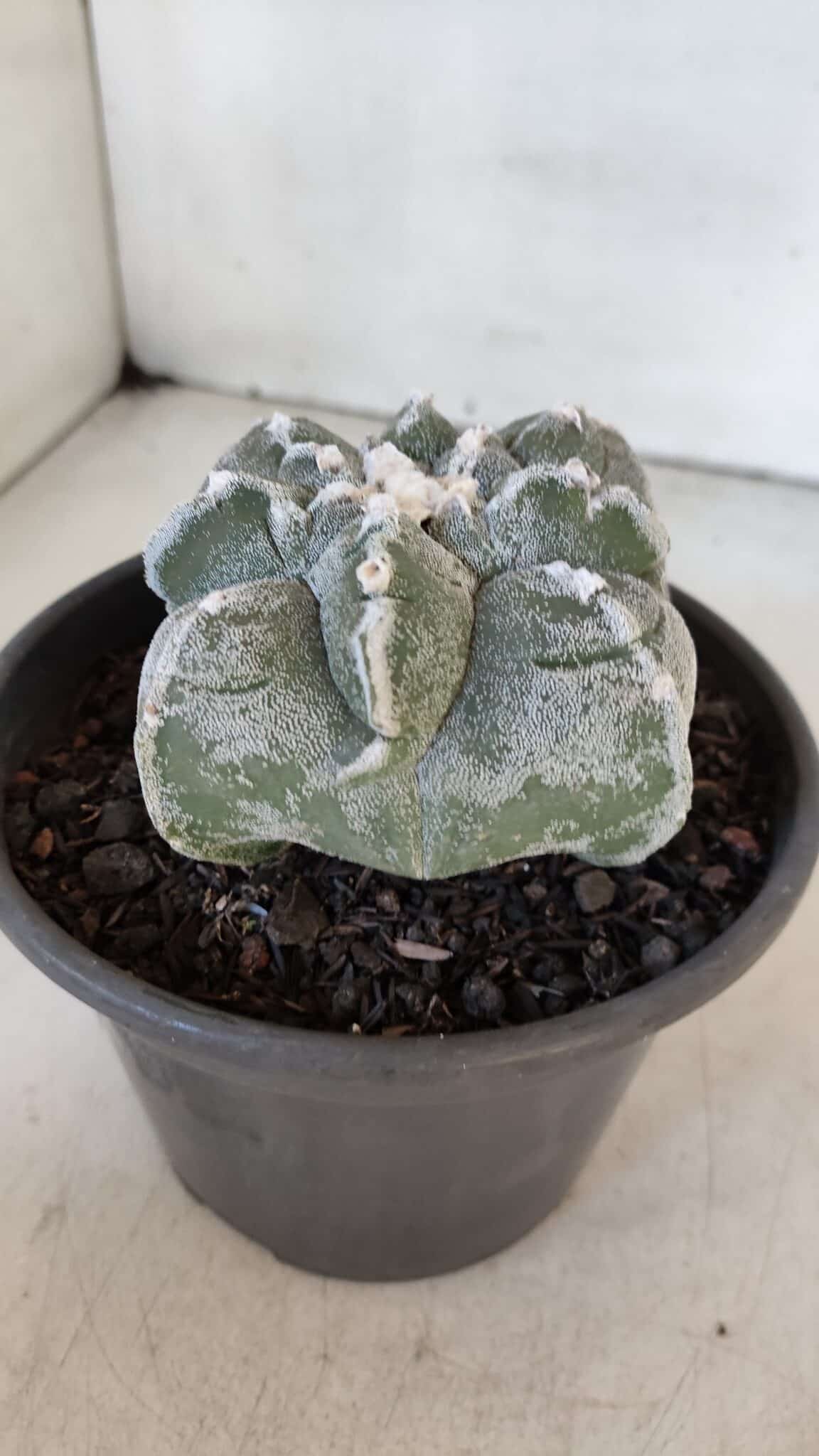 ASTROPHYTUM cv KIKKO "4 Quinas" Nº 1012 – vaso 15