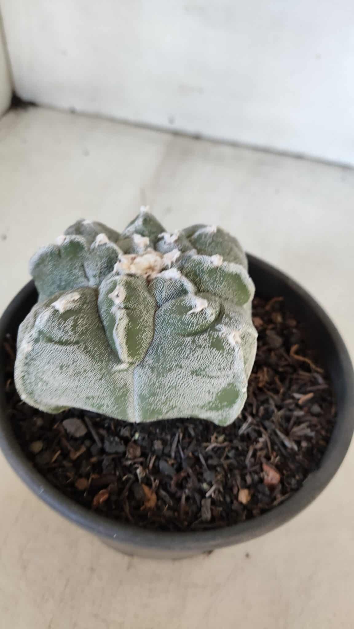 ASTROPHYTUM cv KIKKO "4 Quinas" Nº 1012 – vaso 15