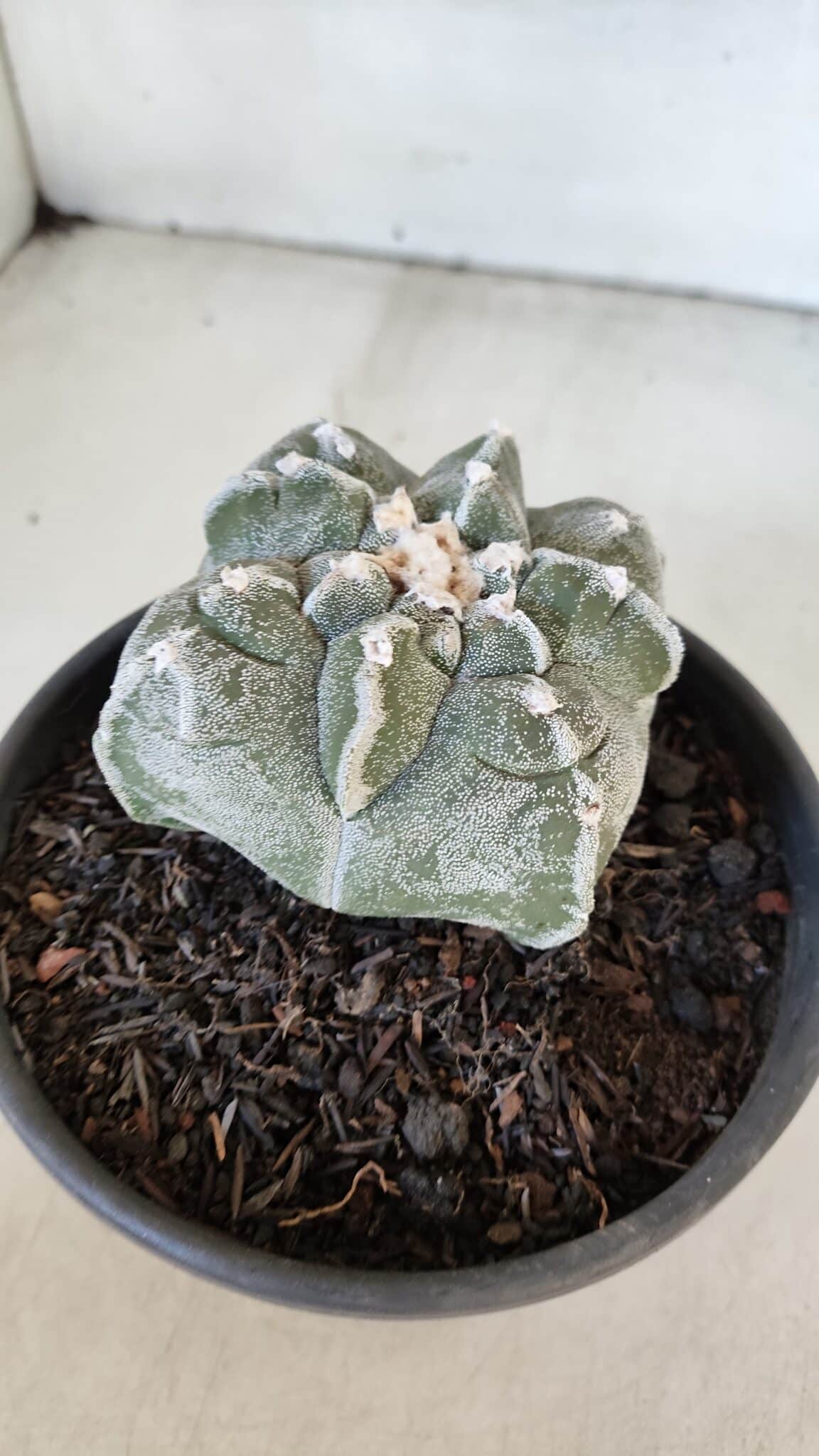 ASTROPHYTUM cv KIKKO "4 Quinas" Nº 1012 – vaso 15