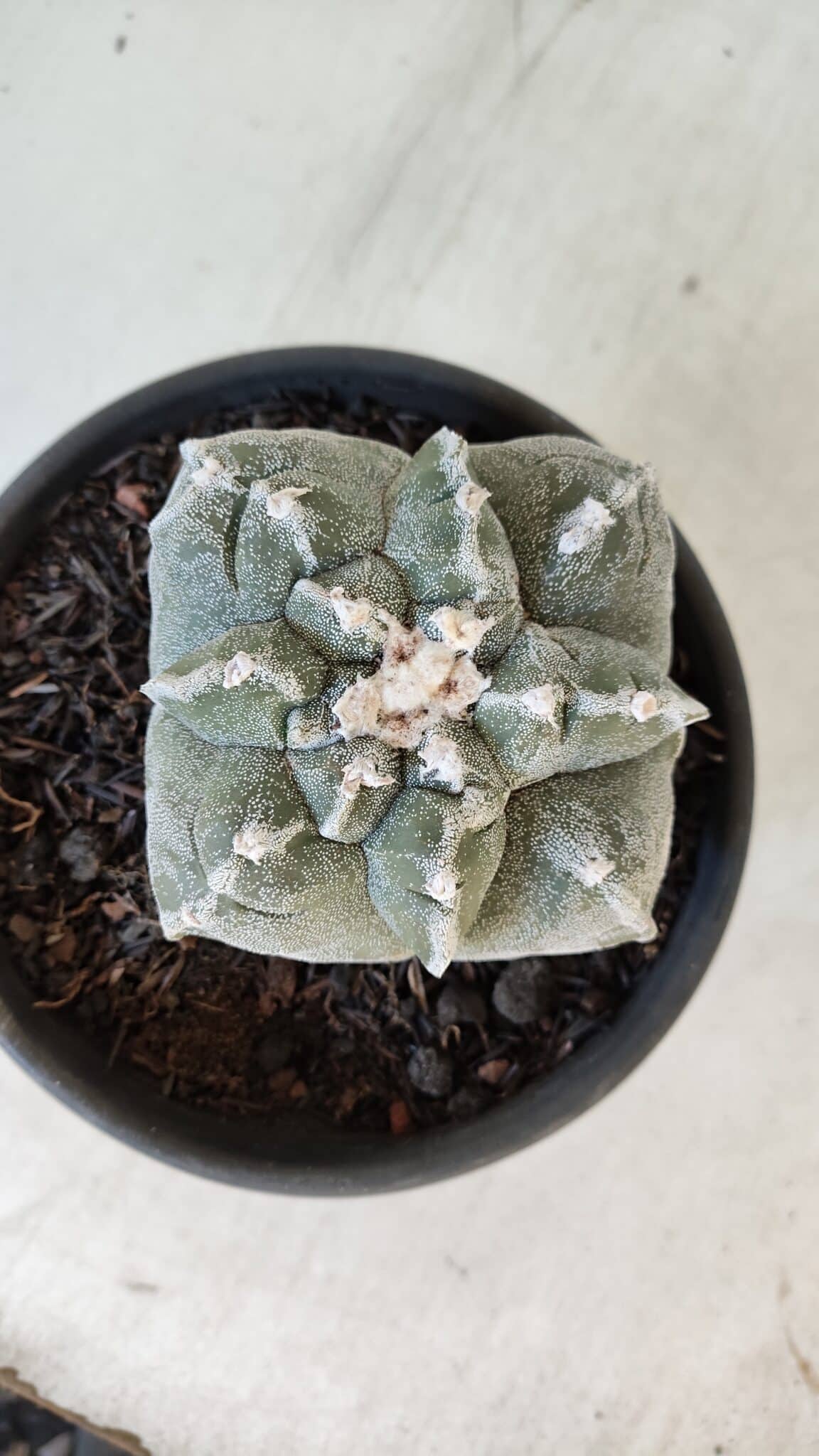 ASTROPHYTUM cv KIKKO "4 Quinas" Nº 1012 – vaso 15