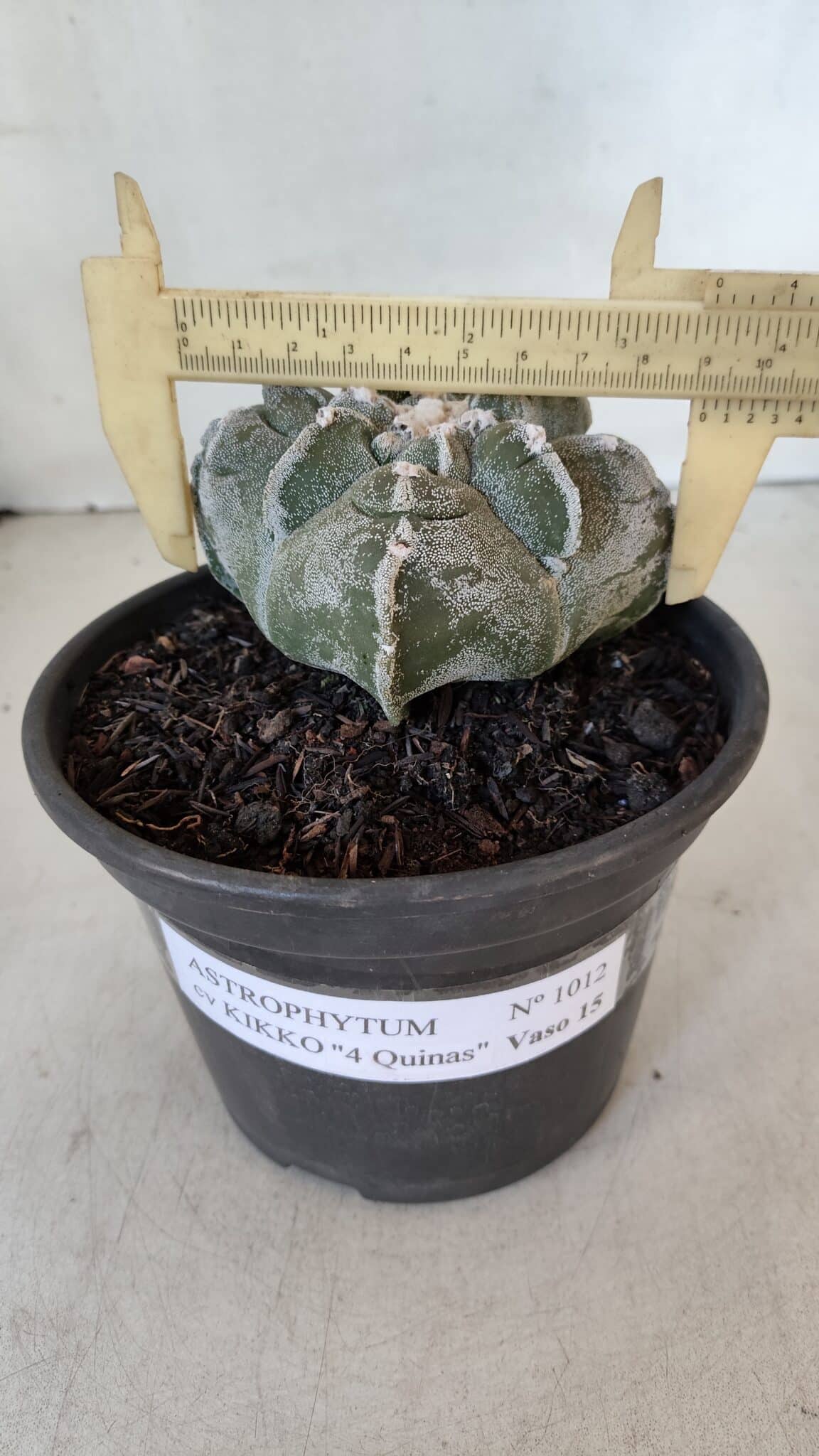 ASTROPHYTUM cv KIKKO "4 Quinas" Nº 1012 – vaso 15