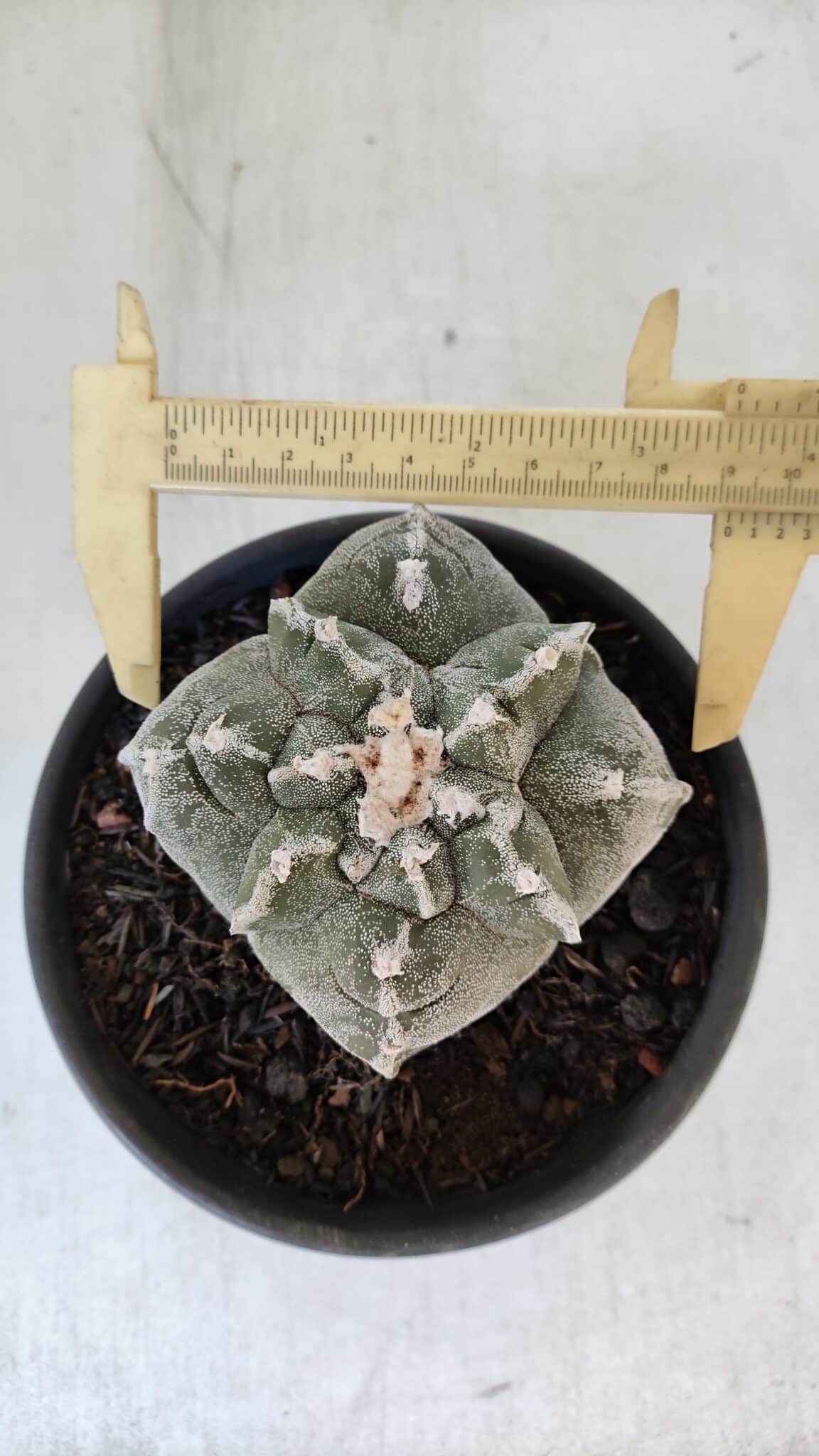 ASTROPHYTUM cv KIKKO "4 Quinas" Nº 1012 – vaso 15
