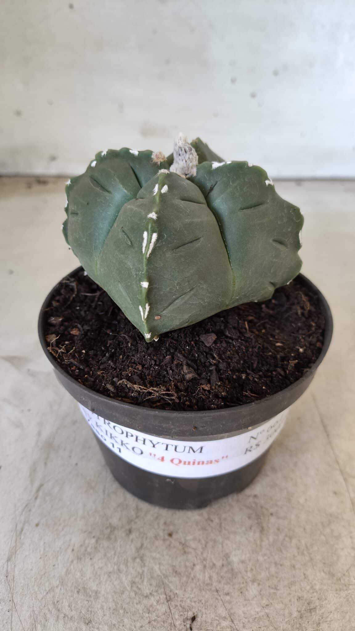 ASTROPHYTUM cv KIKKO "4 Quinas" Nº 661 – vaso 11
