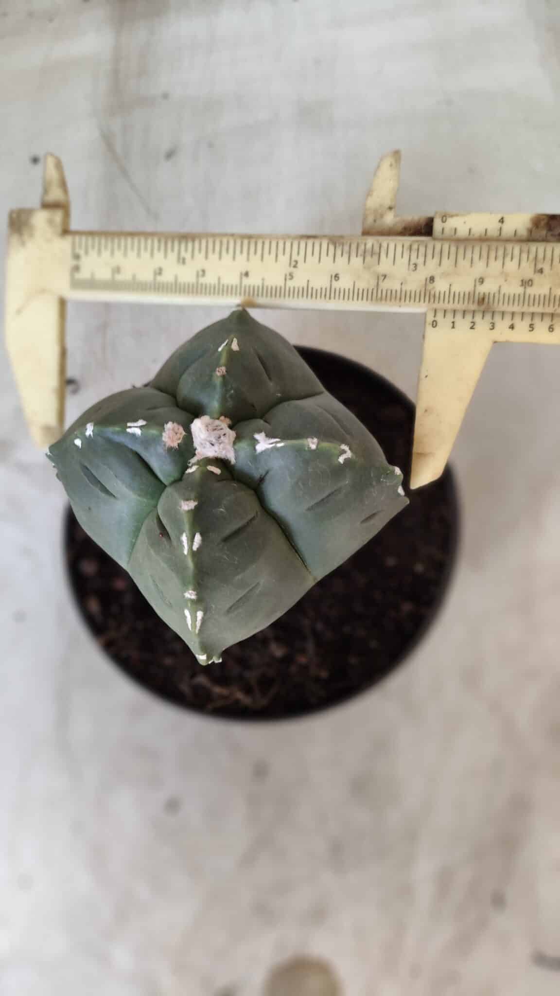 ASTROPHYTUM cv KIKKO "4 Quinas" Nº 661 – vaso 11