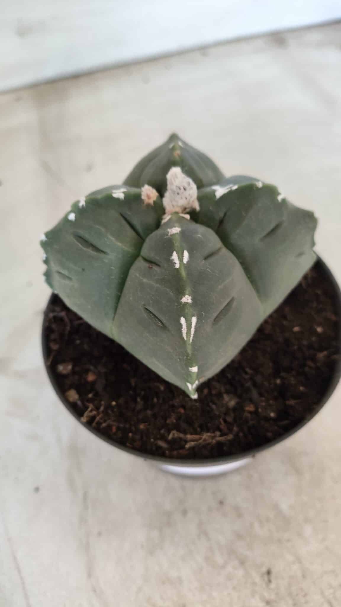ASTROPHYTUM cv KIKKO "4 Quinas" Nº 661 – vaso 11