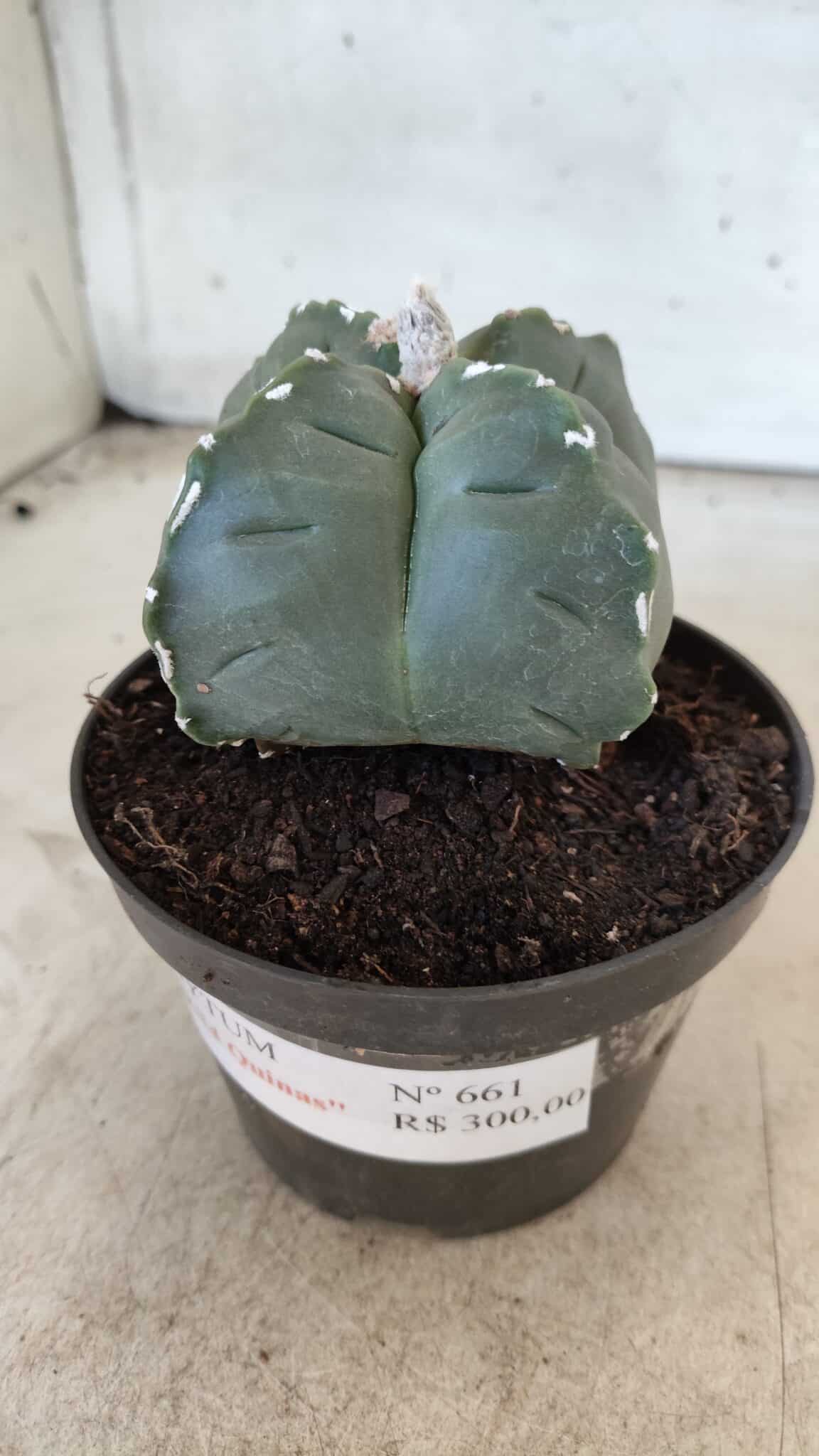 ASTROPHYTUM cv KIKKO "4 Quinas" Nº 661 – vaso 11