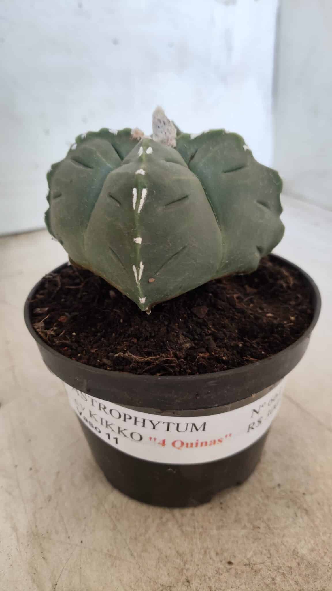 ASTROPHYTUM cv KIKKO "4 Quinas" Nº 661 – vaso 11