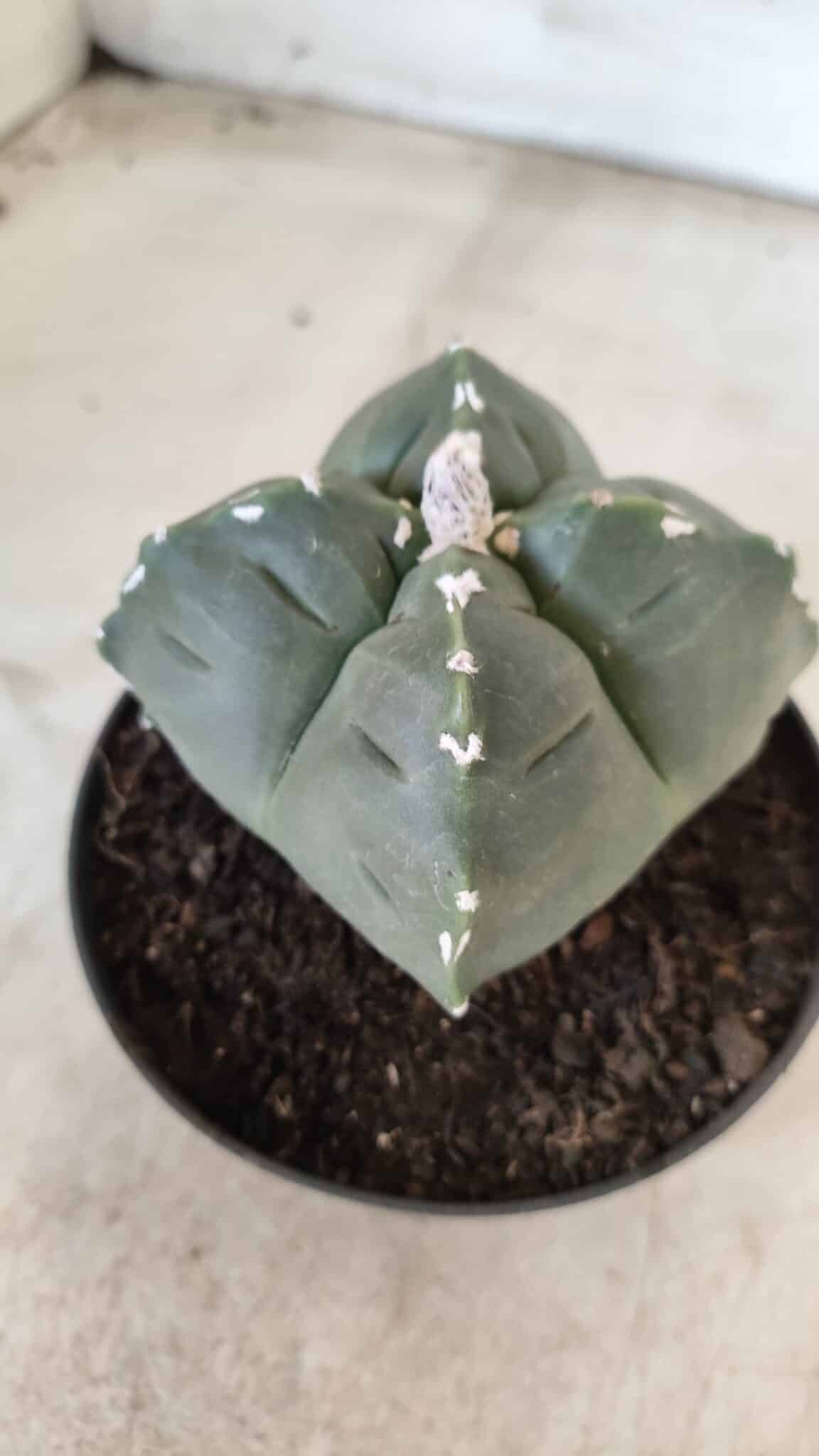 ASTROPHYTUM cv KIKKO "4 Quinas" Nº 661 – vaso 11