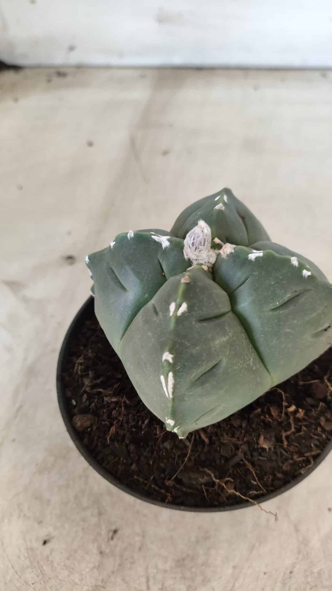 ASTROPHYTUM cv KIKKO "4 Quinas" Nº 661 – vaso 11