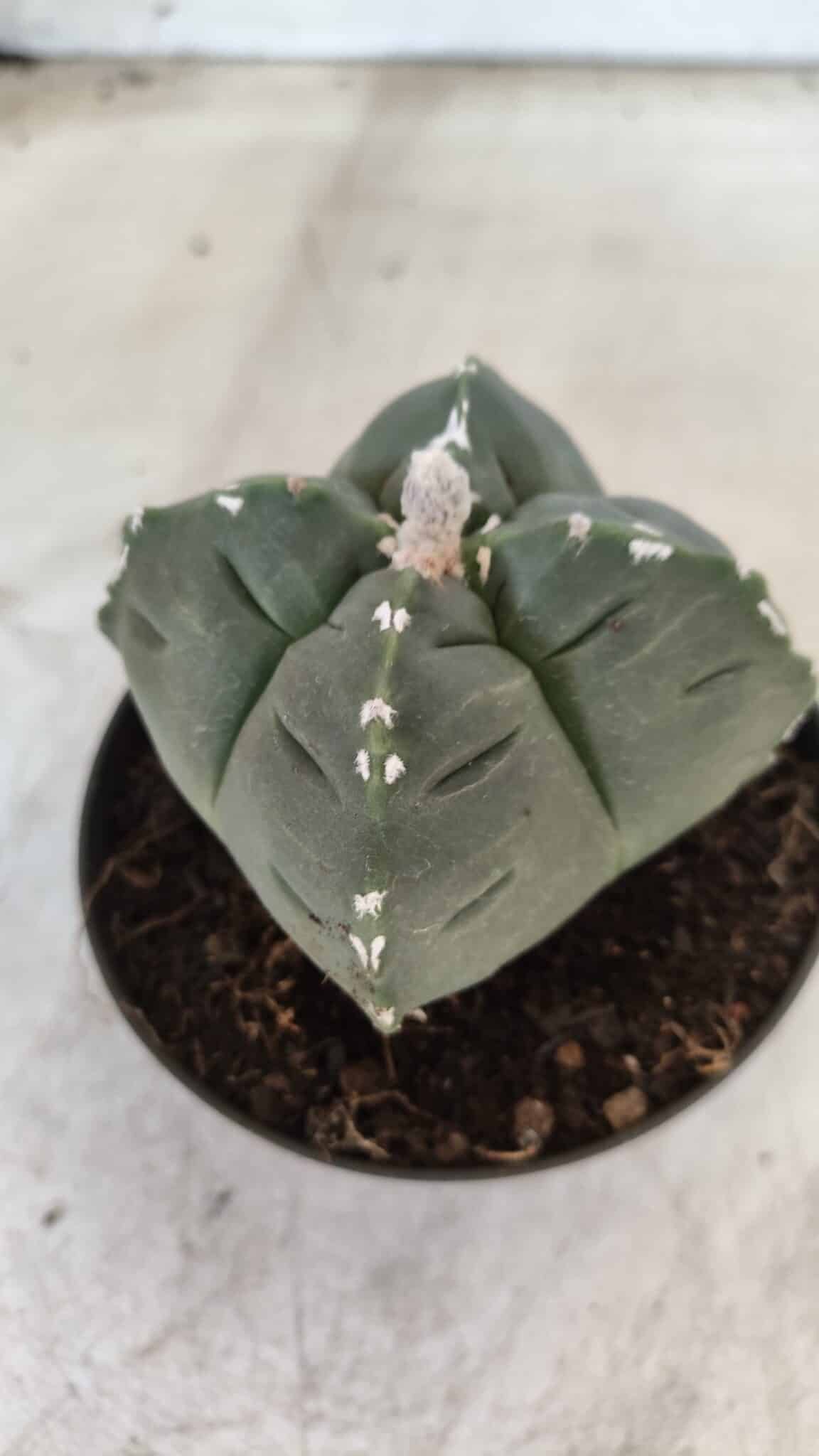 ASTROPHYTUM cv KIKKO "4 Quinas" Nº 661 – vaso 11