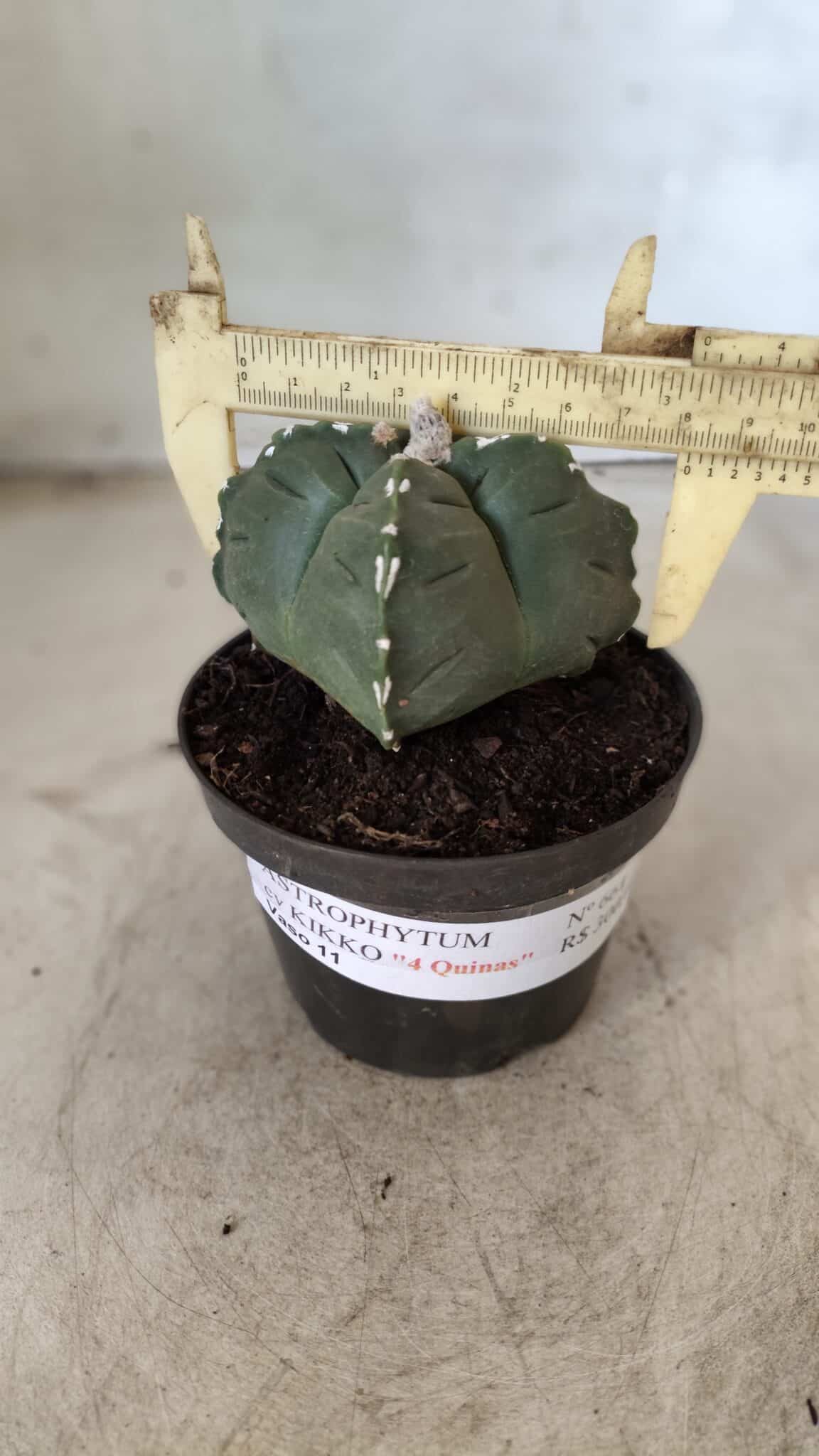 ASTROPHYTUM cv KIKKO "4 Quinas" Nº 661 – vaso 11