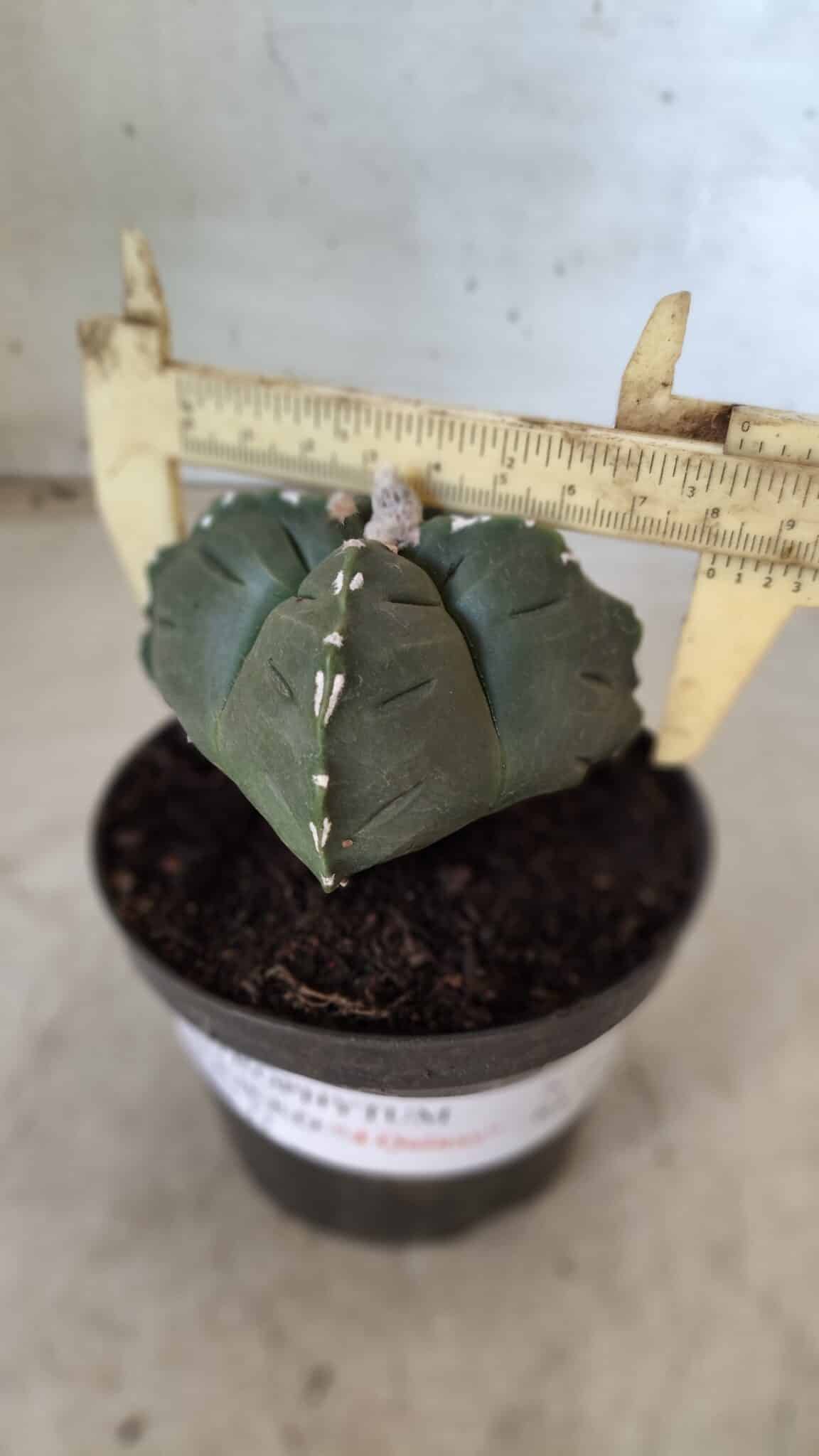 ASTROPHYTUM cv KIKKO "4 Quinas" Nº 661 – vaso 11