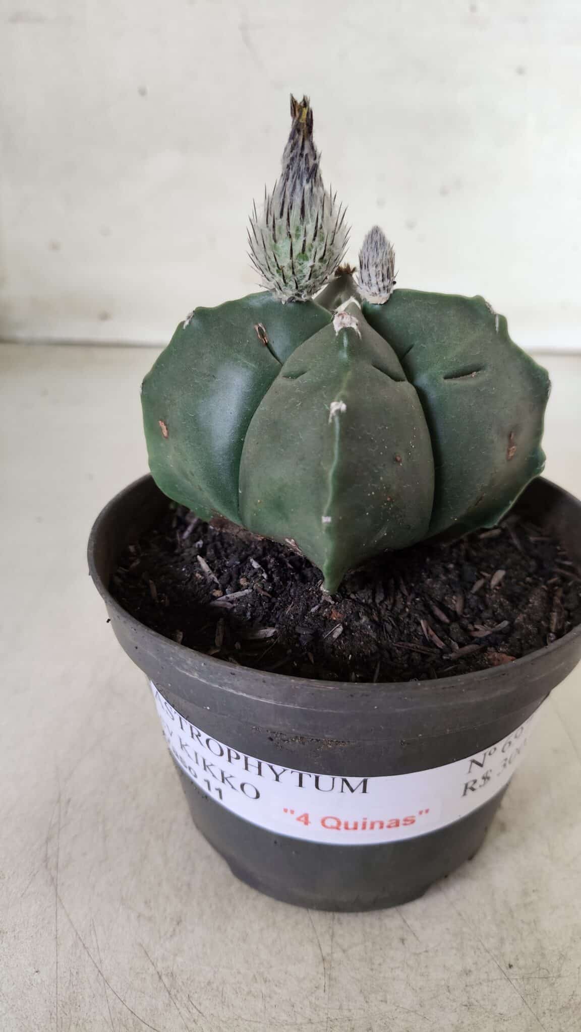 ASTROPHYTUM cv KIKKO "4 Quinas" Nº 697 – vaso 11
