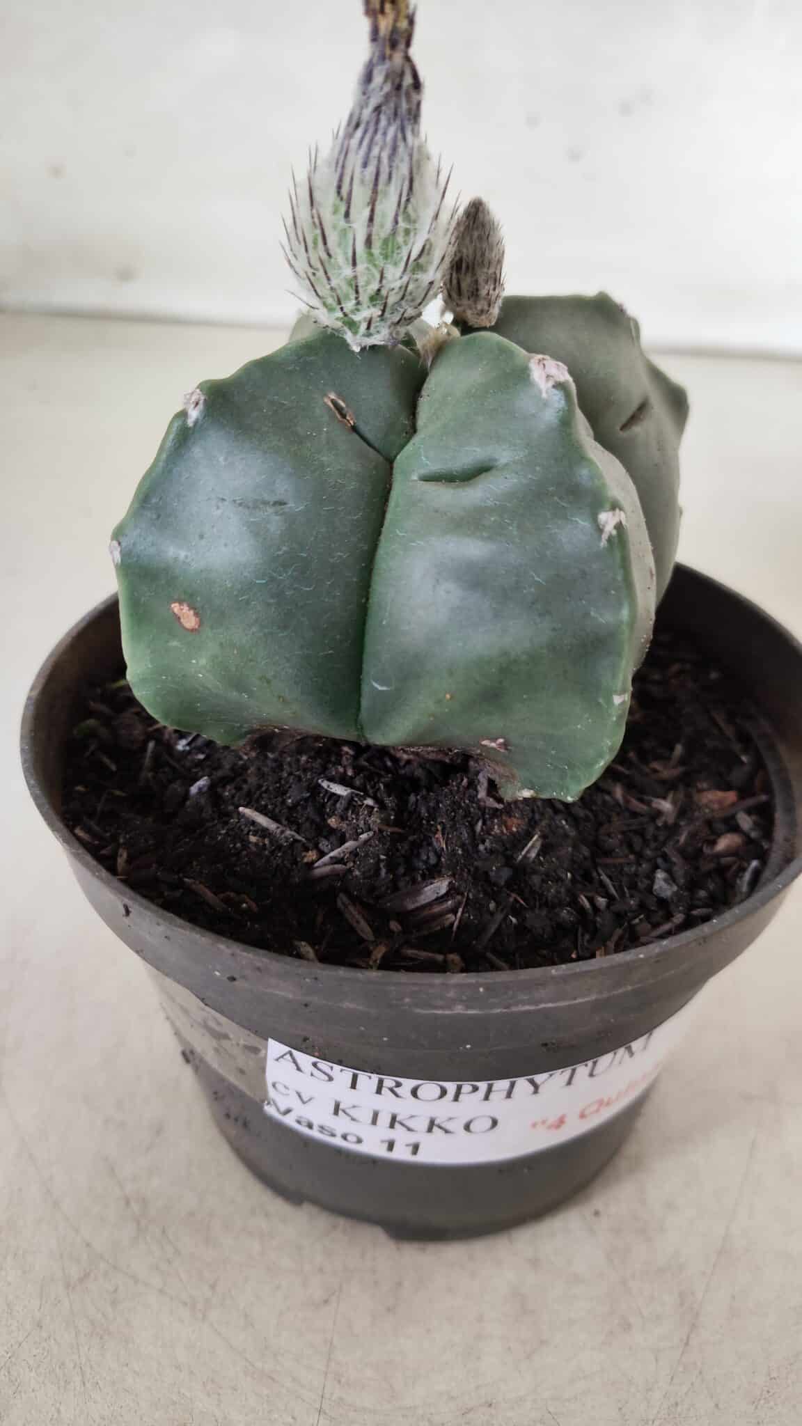 ASTROPHYTUM cv KIKKO "4 Quinas" Nº 697 – vaso 11