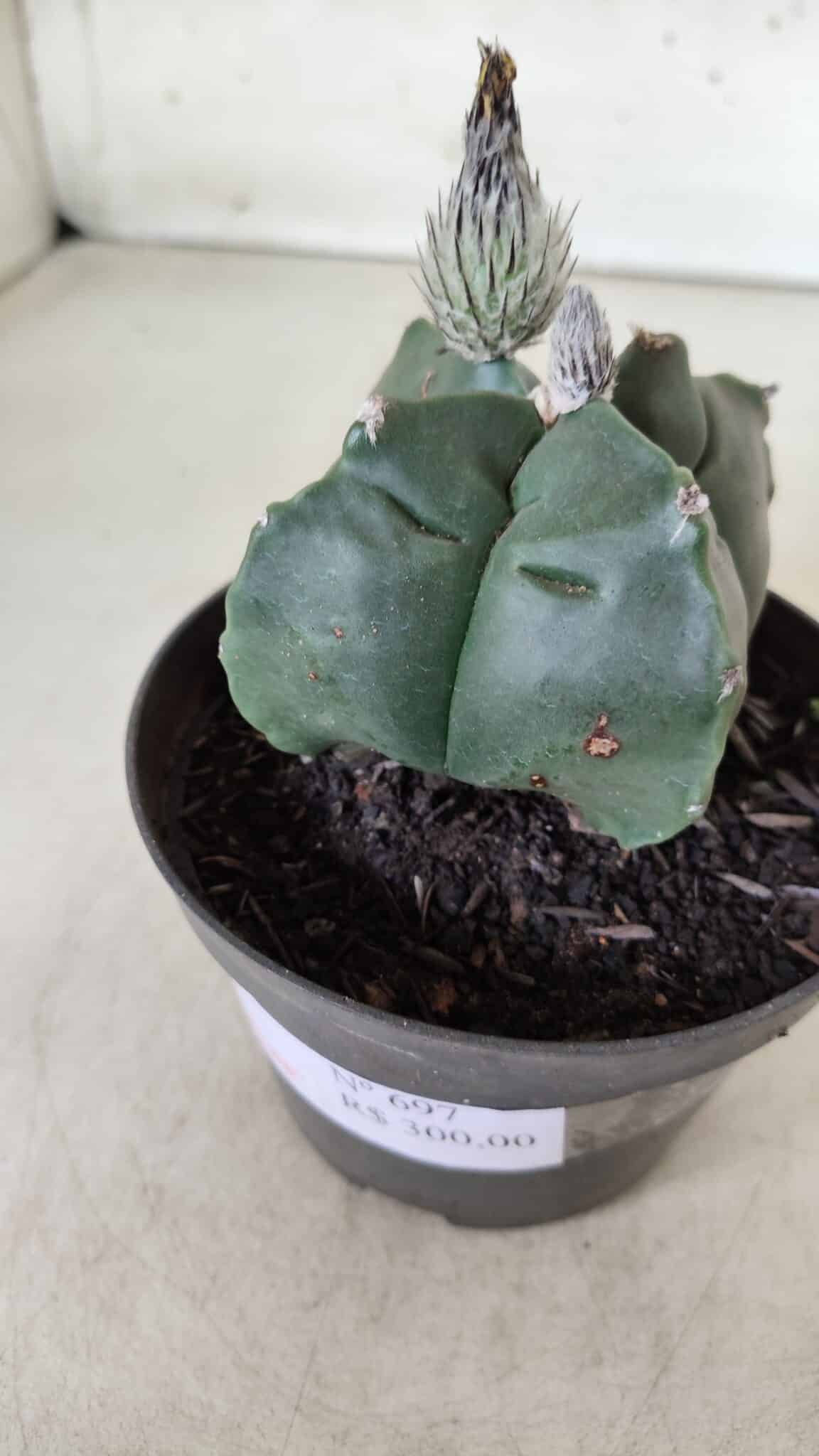 ASTROPHYTUM cv KIKKO "4 Quinas" Nº 697 – vaso 11