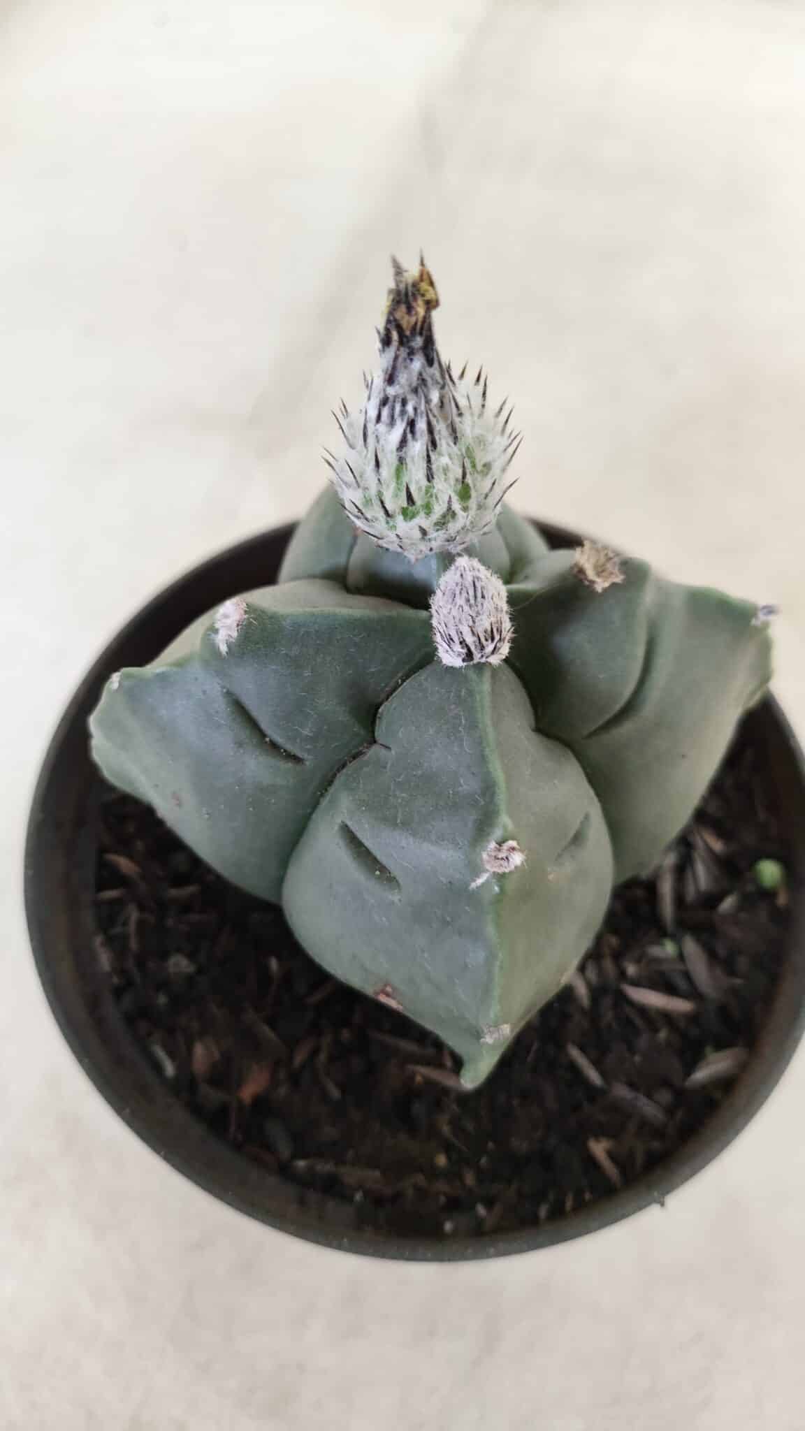ASTROPHYTUM cv KIKKO "4 Quinas" Nº 697 – vaso 11