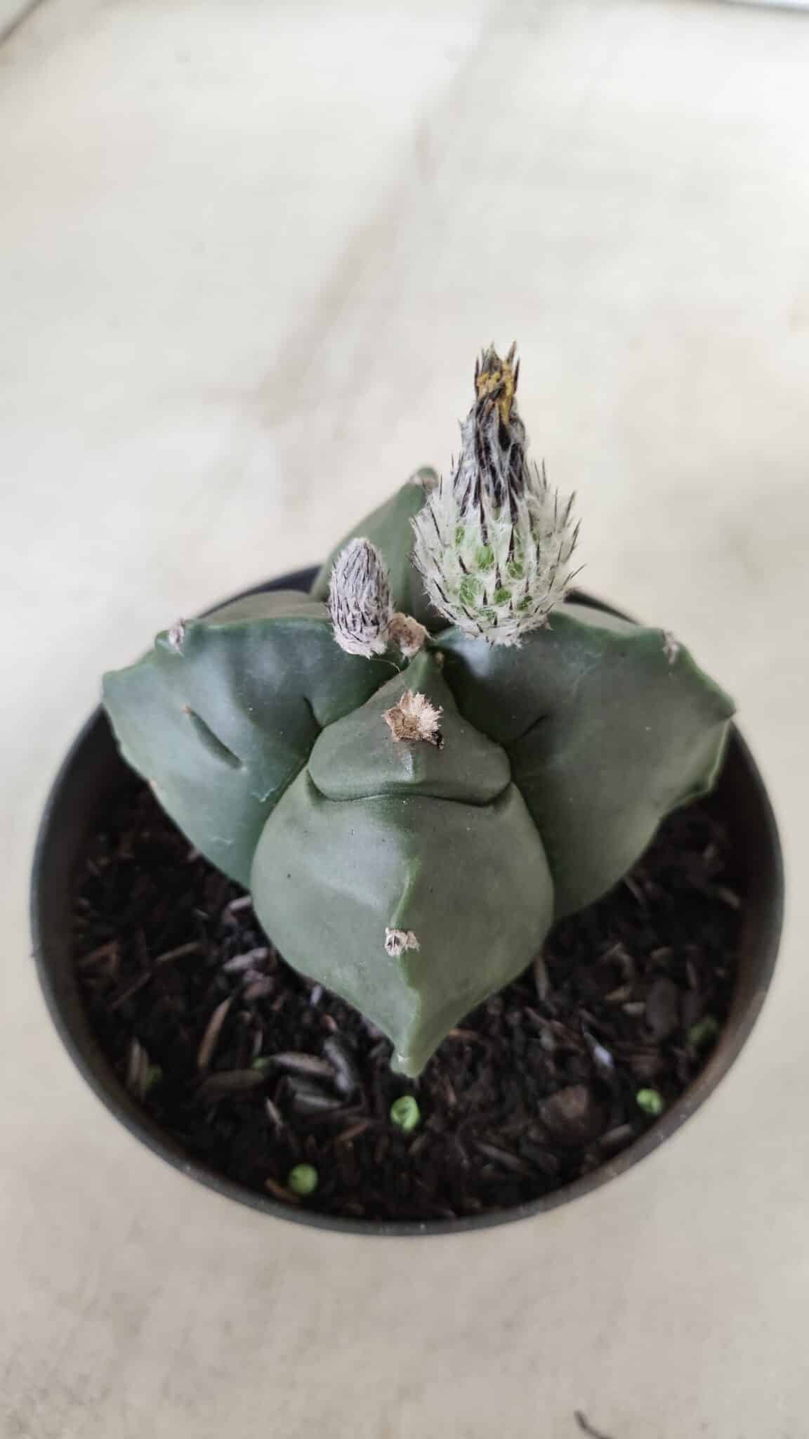 ASTROPHYTUM cv KIKKO "4 Quinas" Nº 697 – vaso 11