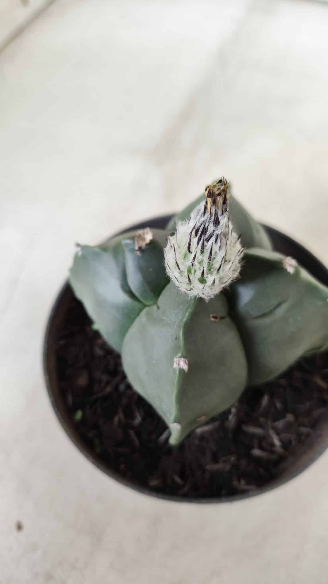 ASTROPHYTUM cv KIKKO "4 Quinas" Nº 697 – vaso 11